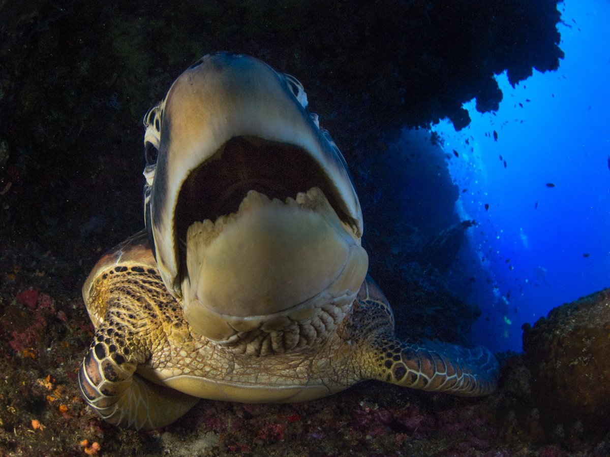 Murex Manado - Turtle 2.jpg