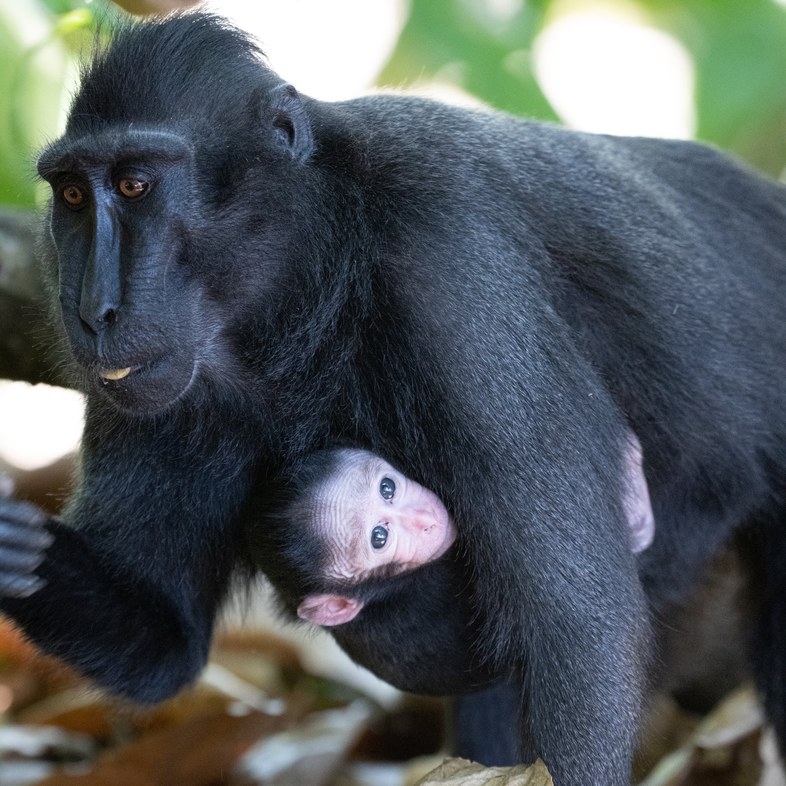 14. Black Macaques Baby.jpg
