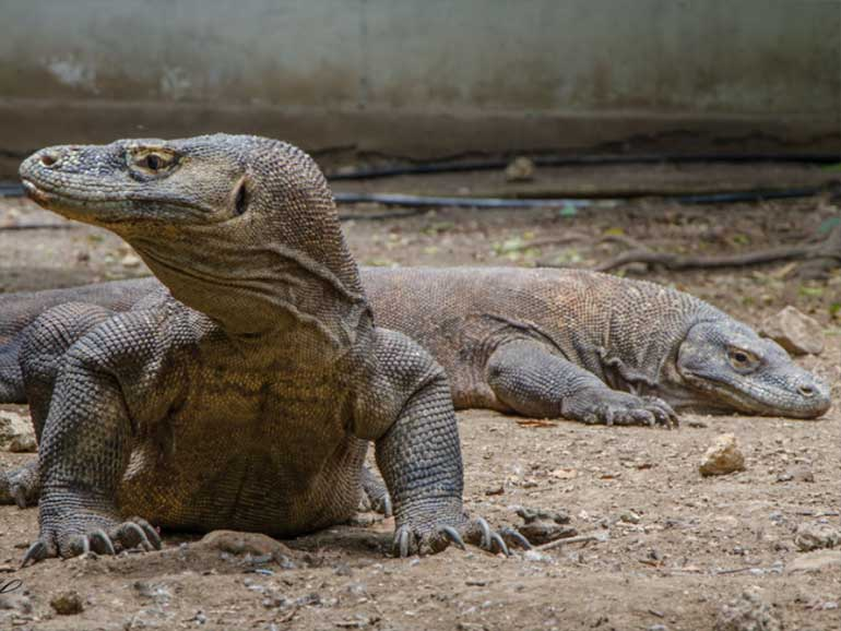 Komodo 2.png