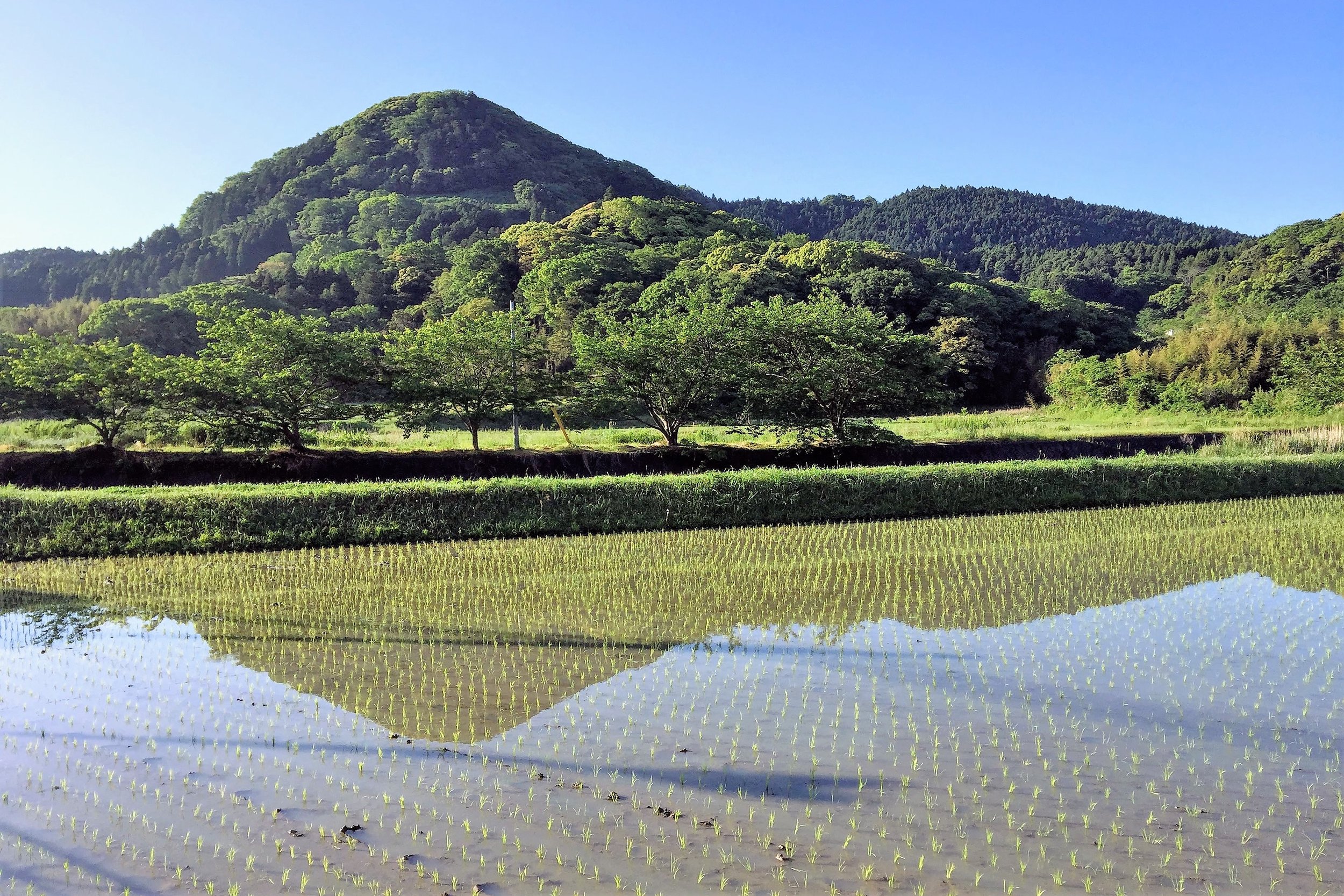 Paddy field with water, a typical scenery in late spring.jpg