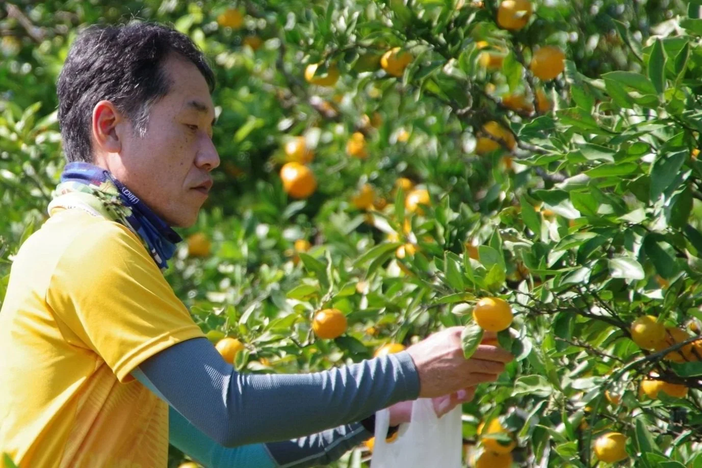 Fruit Picking - Visit local farms where you can pick seasonal fruit yourself. Depending on the season, enjoy strawberries, melons, oranges, loquats, and unique local varieties grown exclusively in the area.