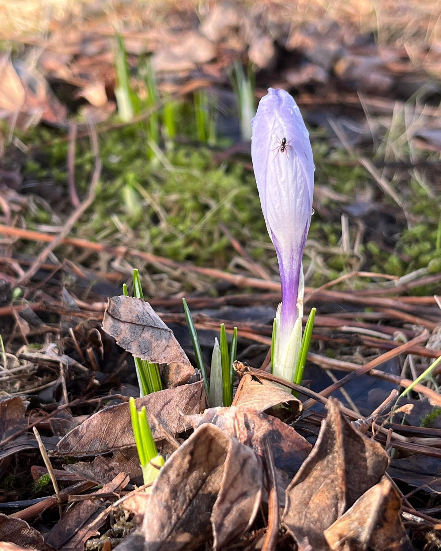 Krokusserne fra @spirekassen pibler frem i min have 🌸 Hasseln&oslash;ddebuskene blomster, der er store knopper p&aring; honningb&aelig;rene og skrubtudserne er ved at v&aring;gne og g&oslash;re klar til parring i vandhullet 🐸

L&aelig;nge ventede t