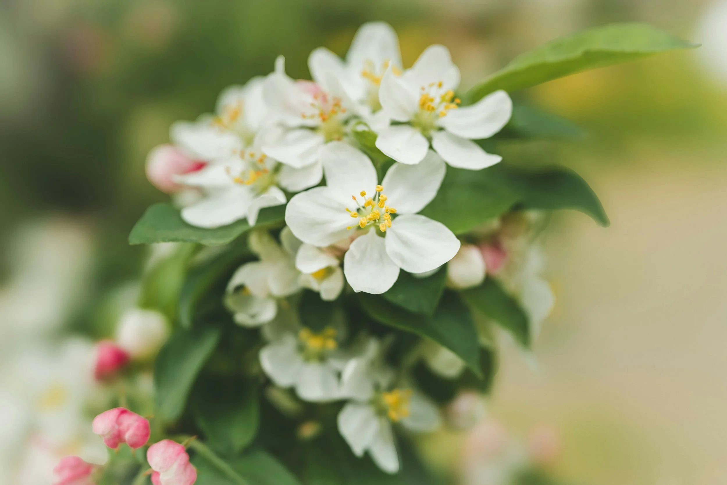 Gentle white blossoms symbolising remembrance and care for a rest in peace message