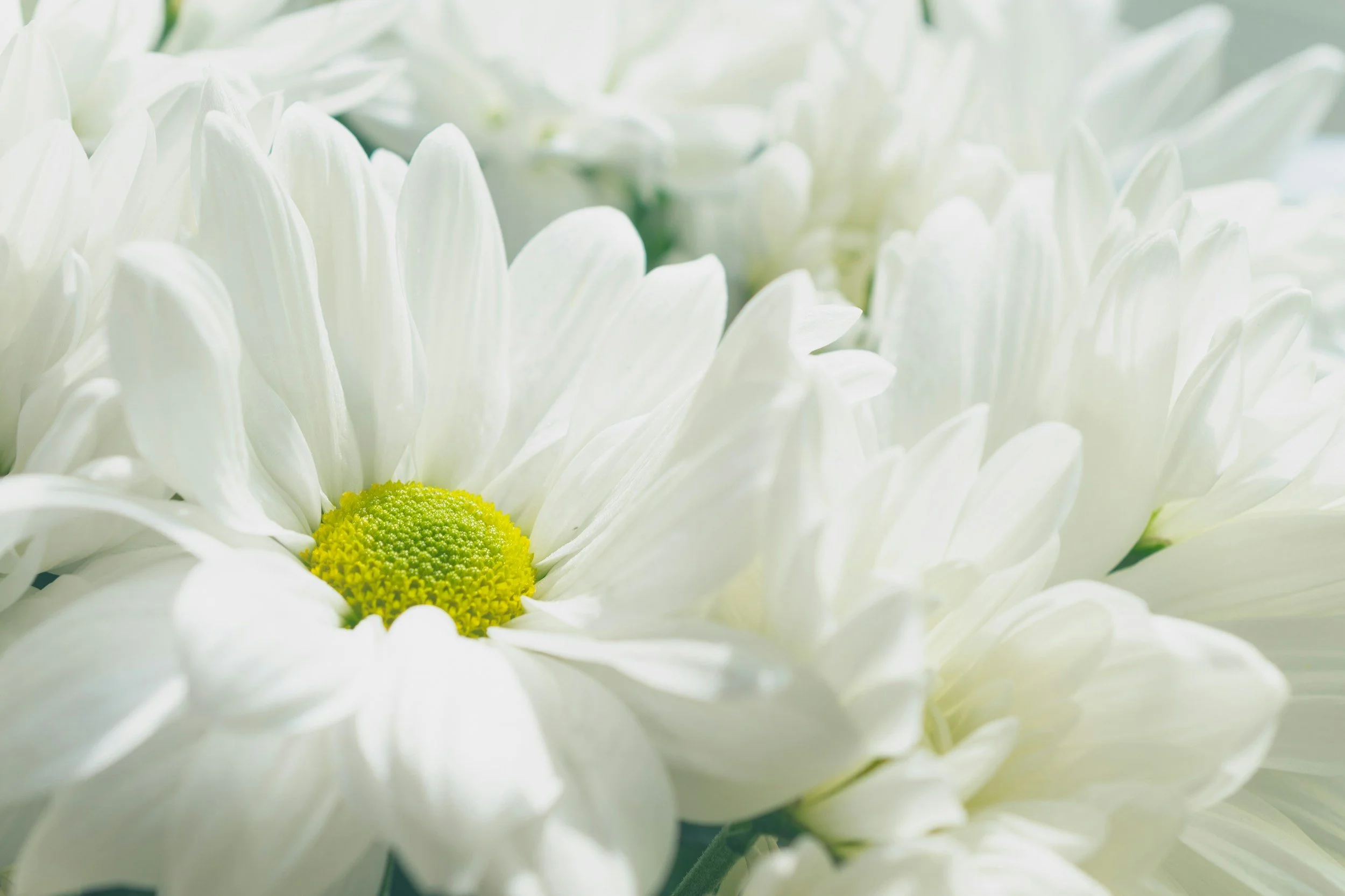 Soft white flowers marking remembrance