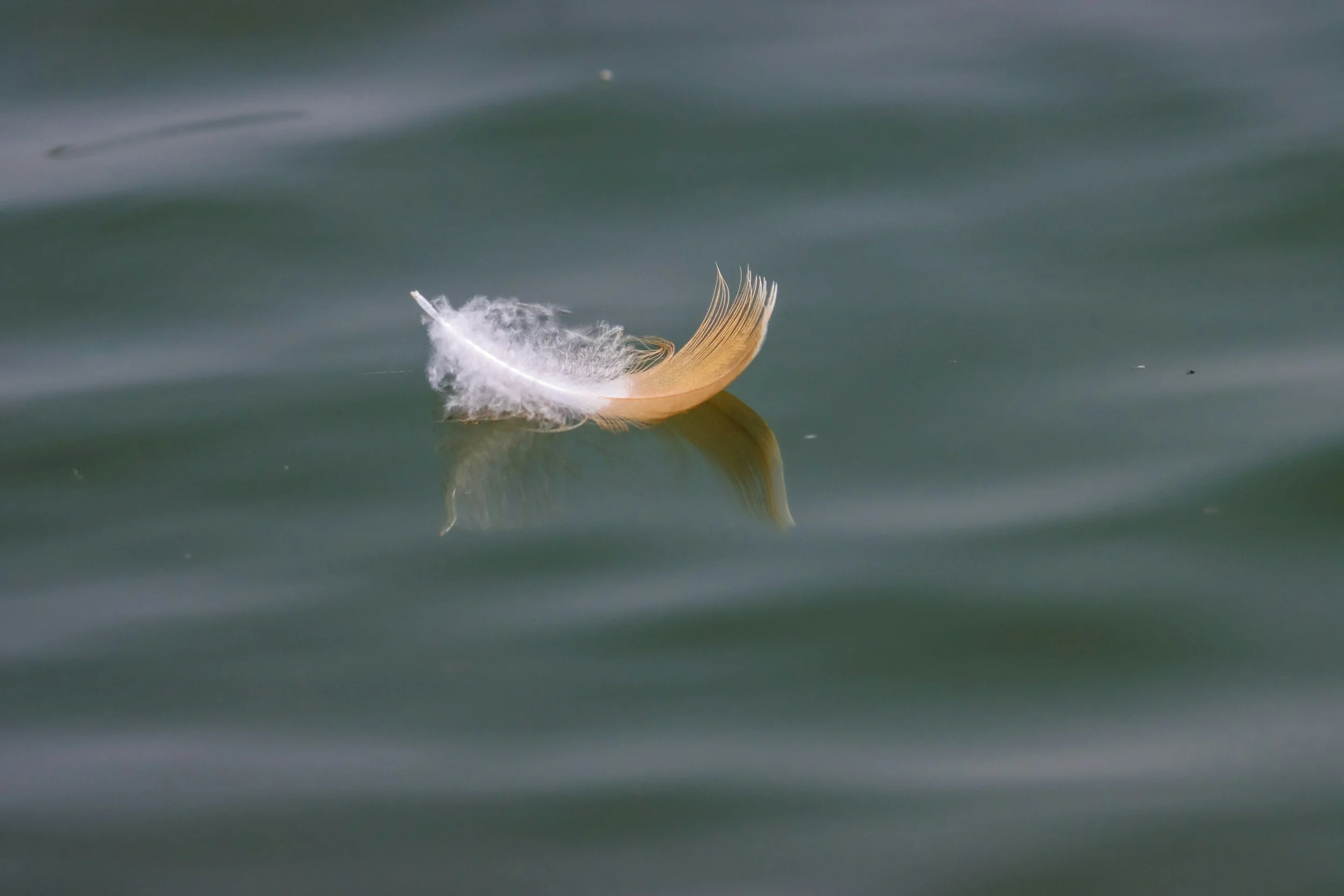 Feather floating on water – Short Rest in Peace messages to express sympathy