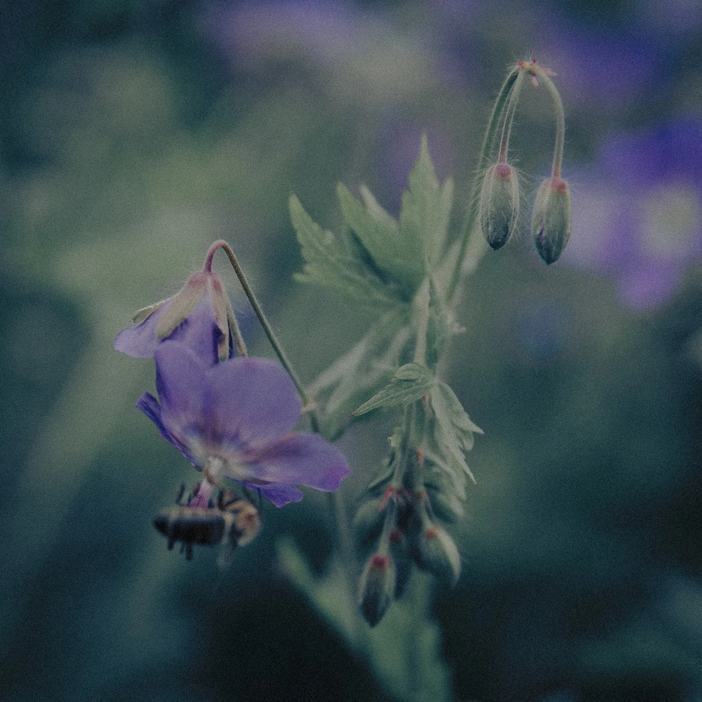 luce pervade
pulsa l&rsquo;invisibile
pu&ograve; l&rsquo;armonia 

-Haiku di Laura Anfuso @gart_gardenart_ 𓇢𓆸