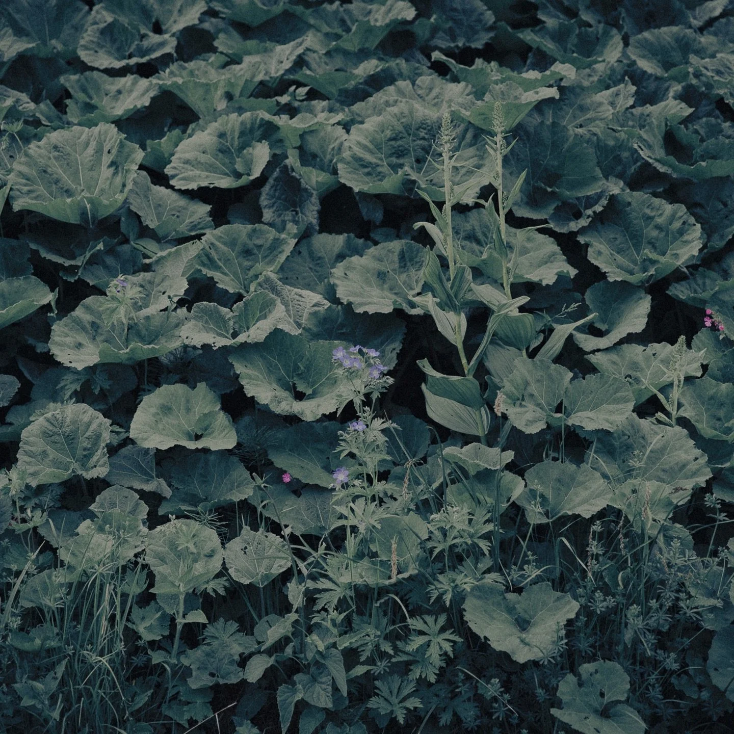 Secret Garden /2025
evavenzo.com

#etherealphotography #deepecology