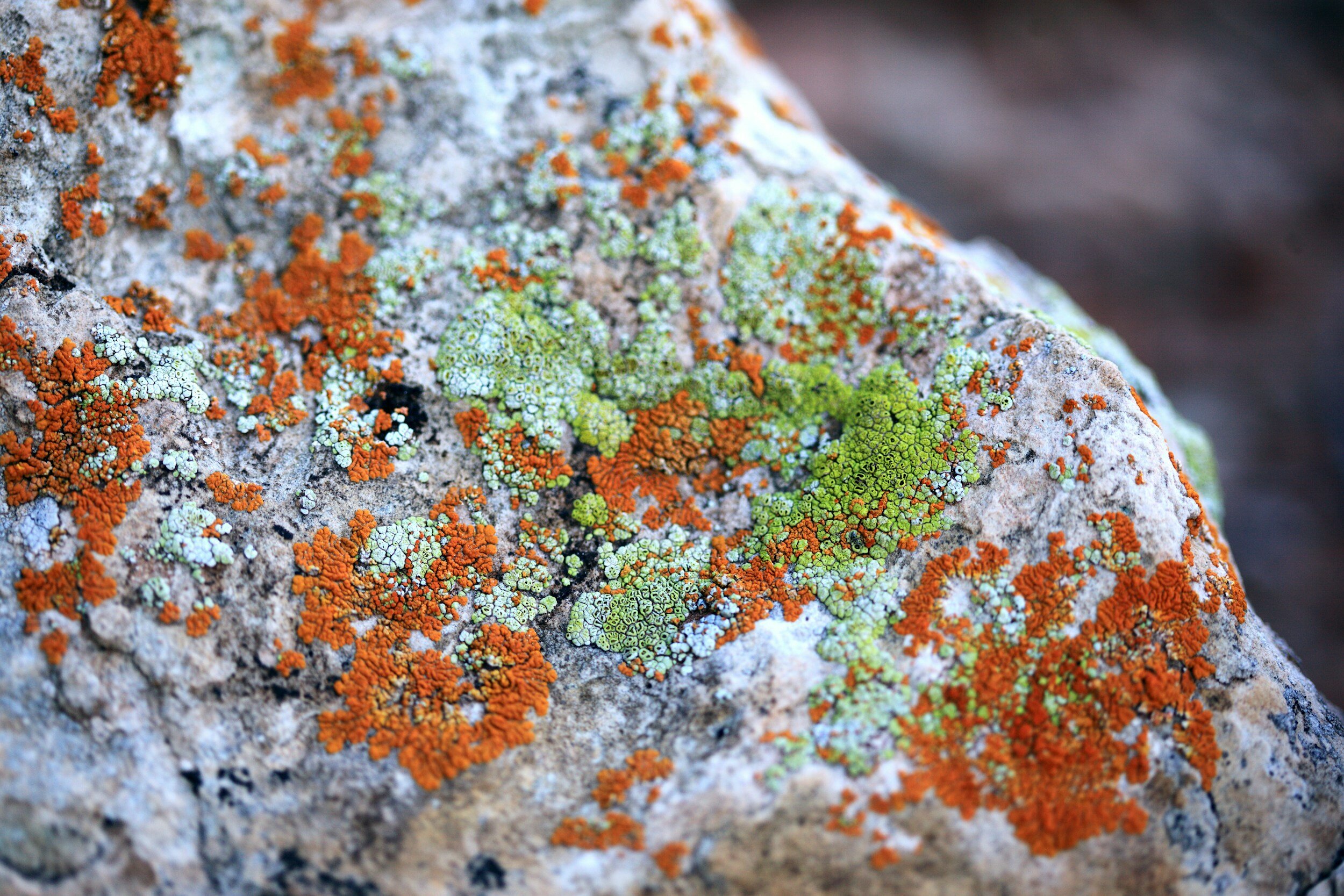 How Rocks Help Us Understand the Genesis of Life on Earth