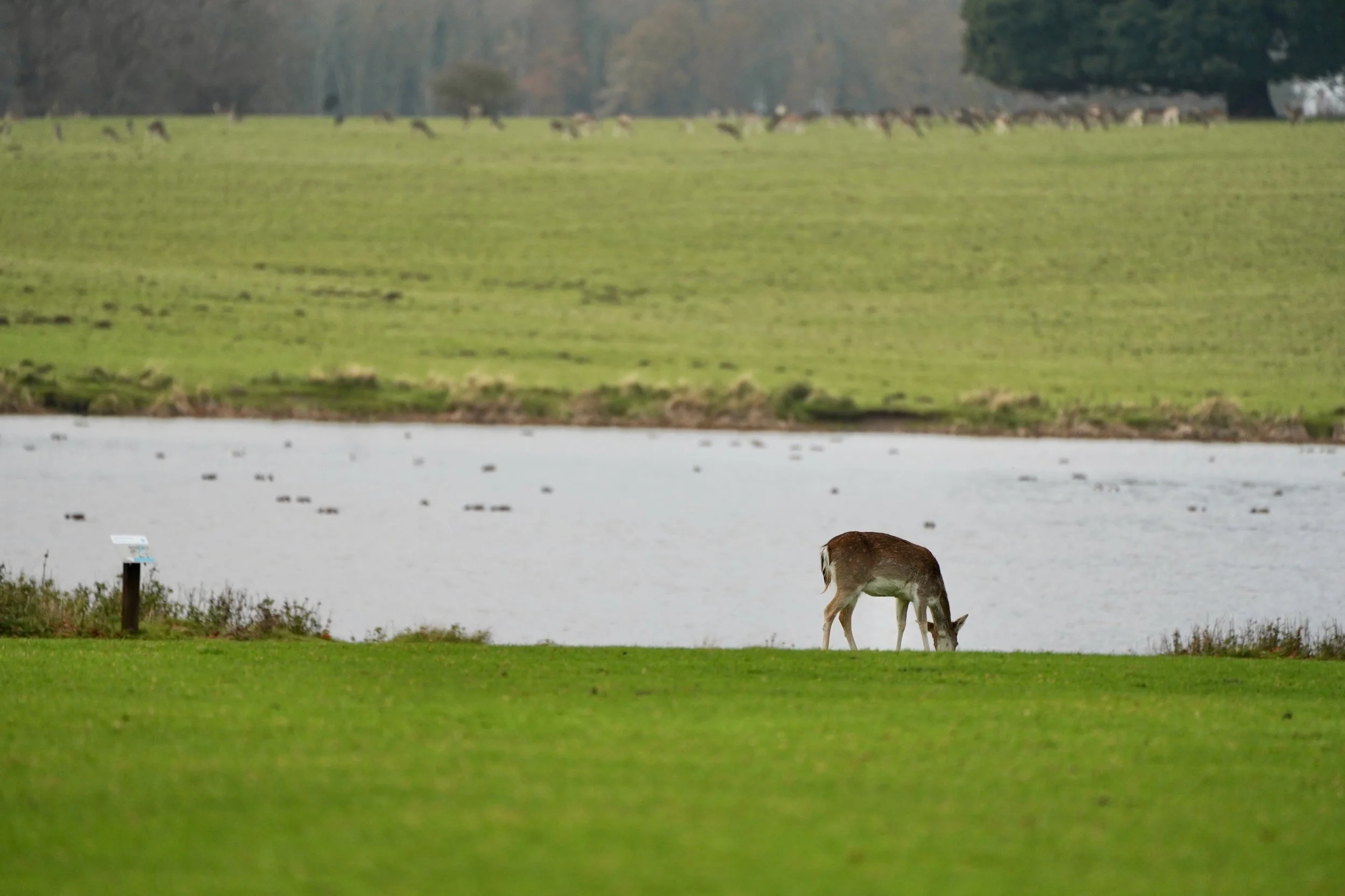 Holkham Hall_pond shot deer.jpeg