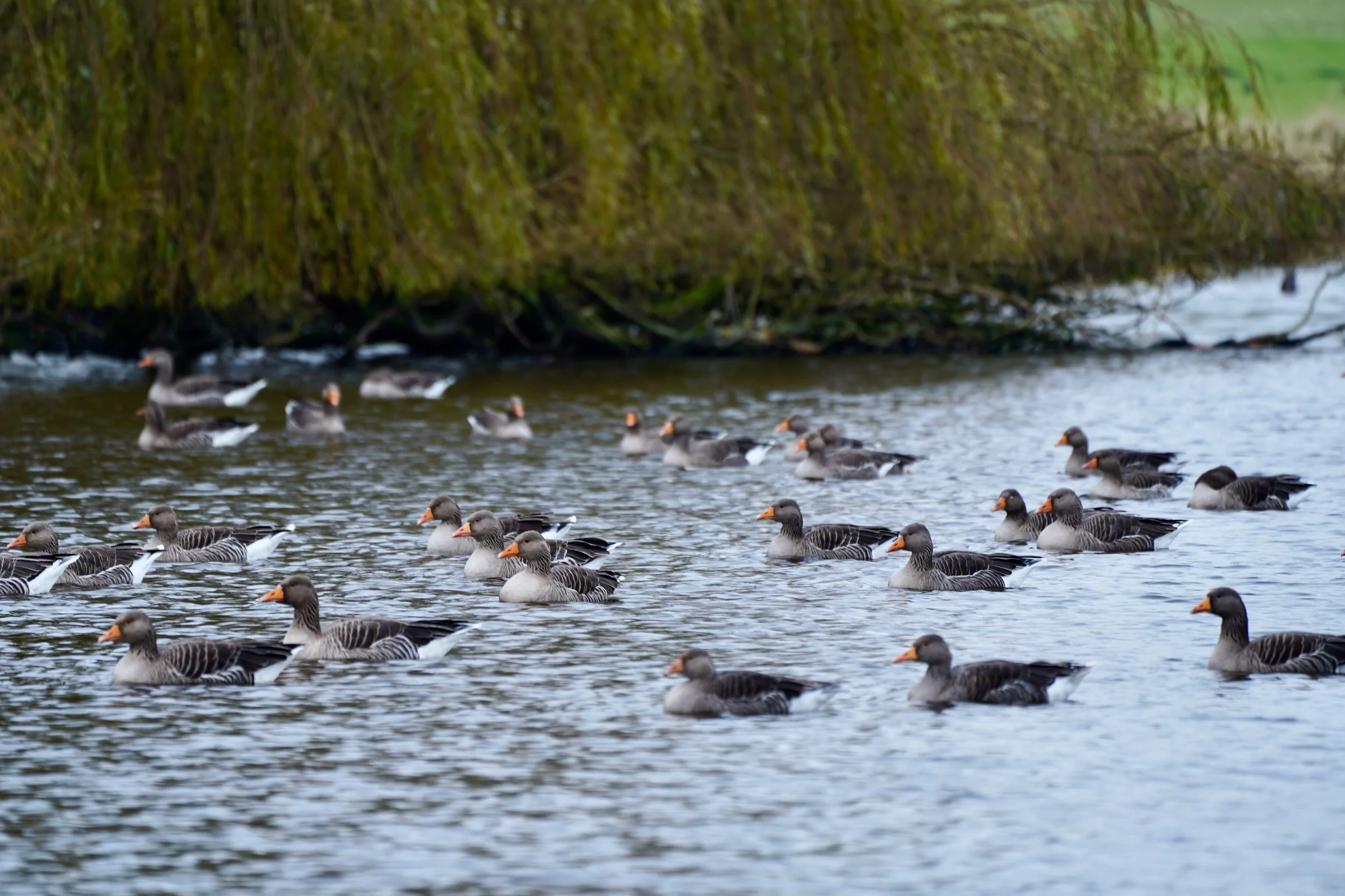 Holkham Hall_Pond shot 1.jpeg