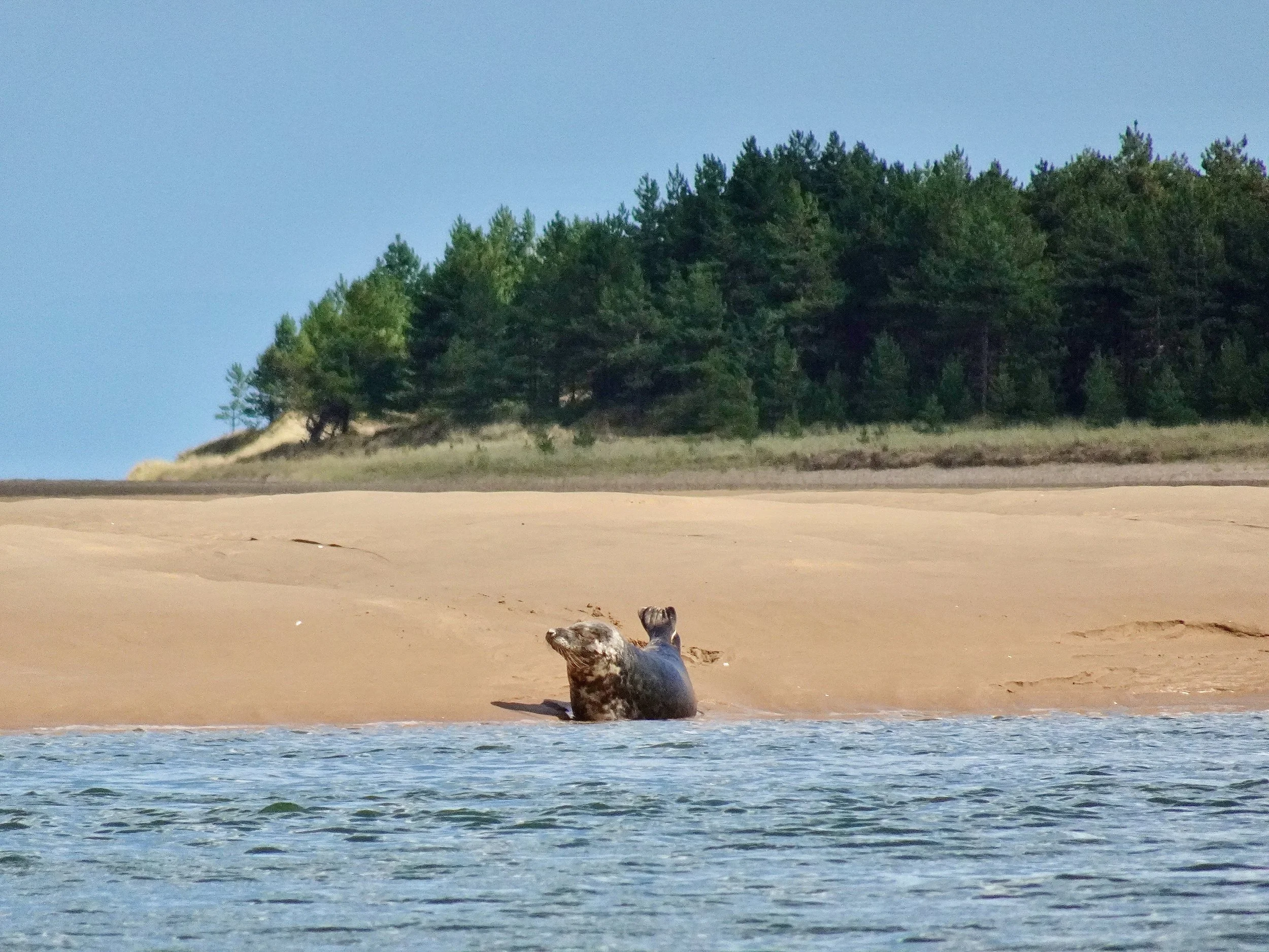 Wells Beach_Seal reserve.jpeg