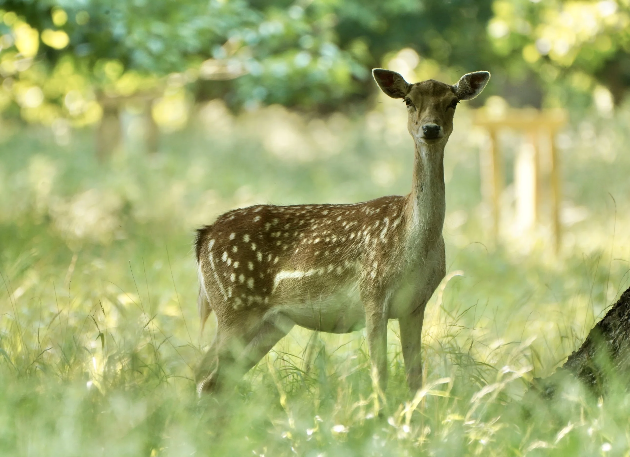 Holkham Hall_deer shot 4.jpeg