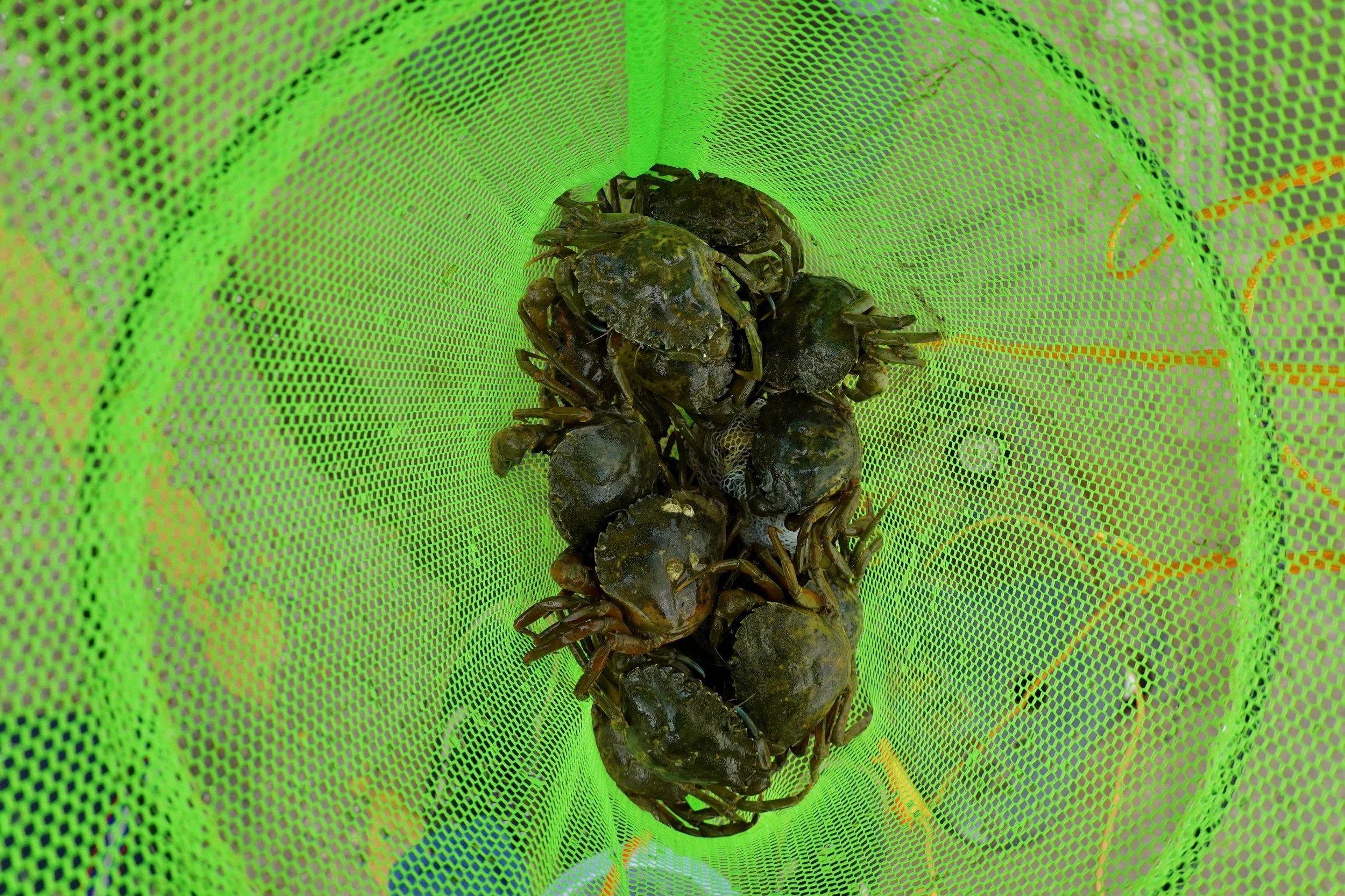 Wells Quay_Crab fishing.jpeg