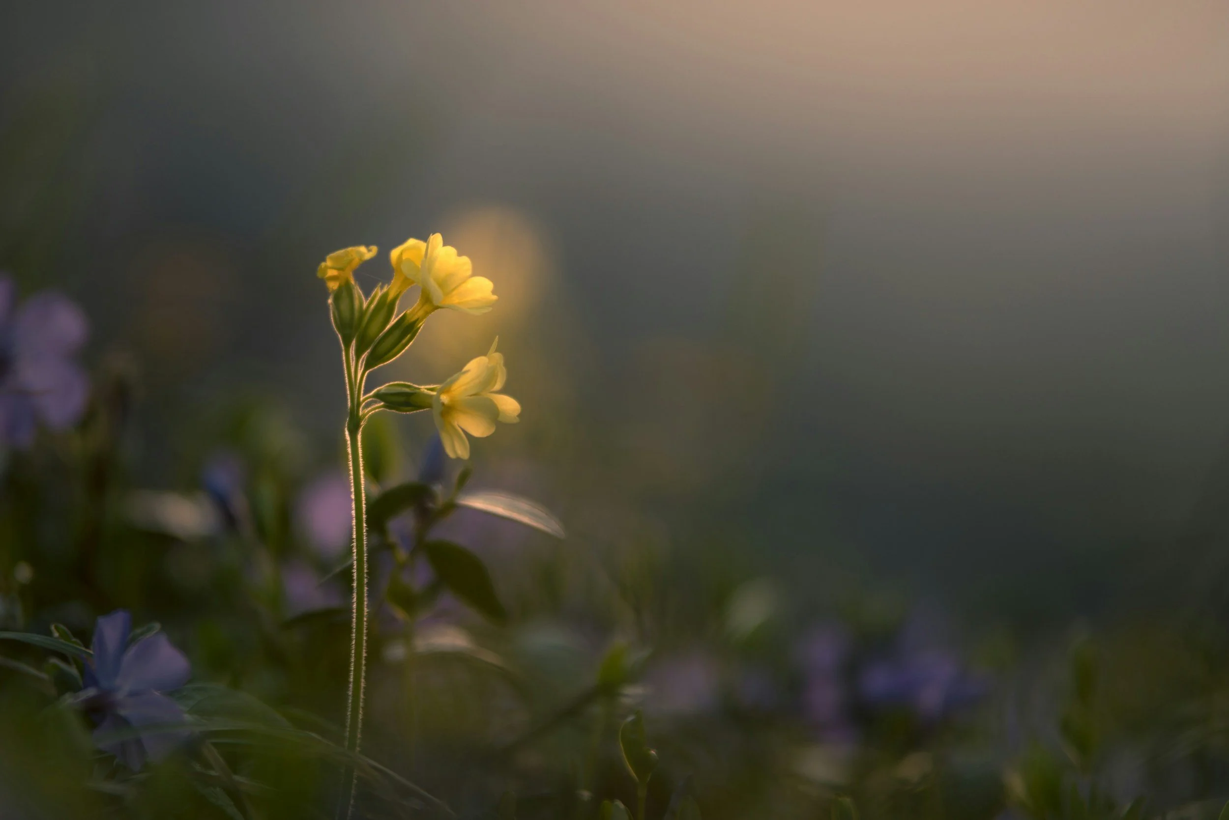 Discernment: The Art of Inner Knowing