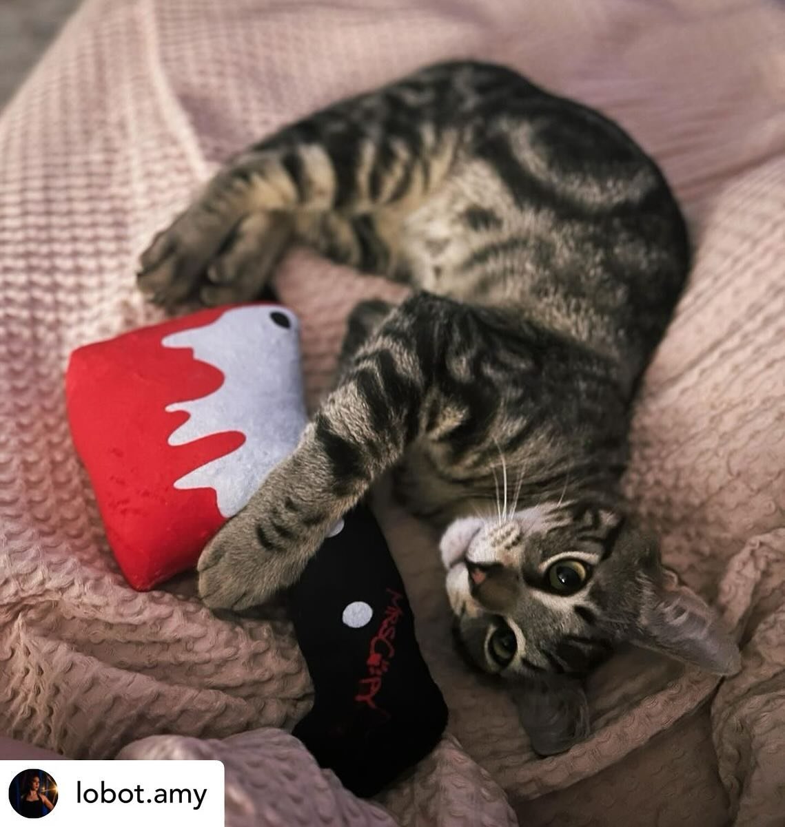 Posted @withregram &bull; @lobot.amy My little axe murderer&hellip;🪓😅 

And shout out to @pinupgirlmo for giving not only the best human gifts but the best cat gifts as well! ❤️

#Obsessedwithmycat #AnotherFuckingHorrorPodcast #AFHP  #TrueCrime #Tr