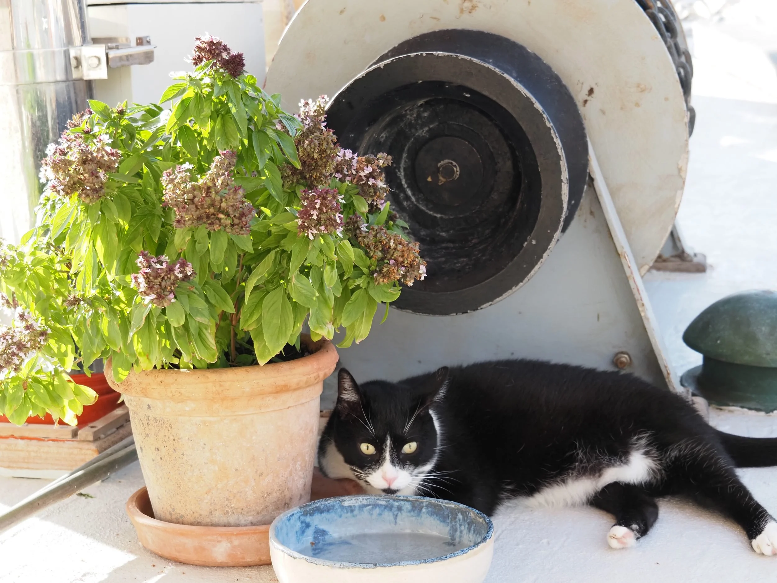 40-ships-cat-beside-basil-pot-on-deck.jpg