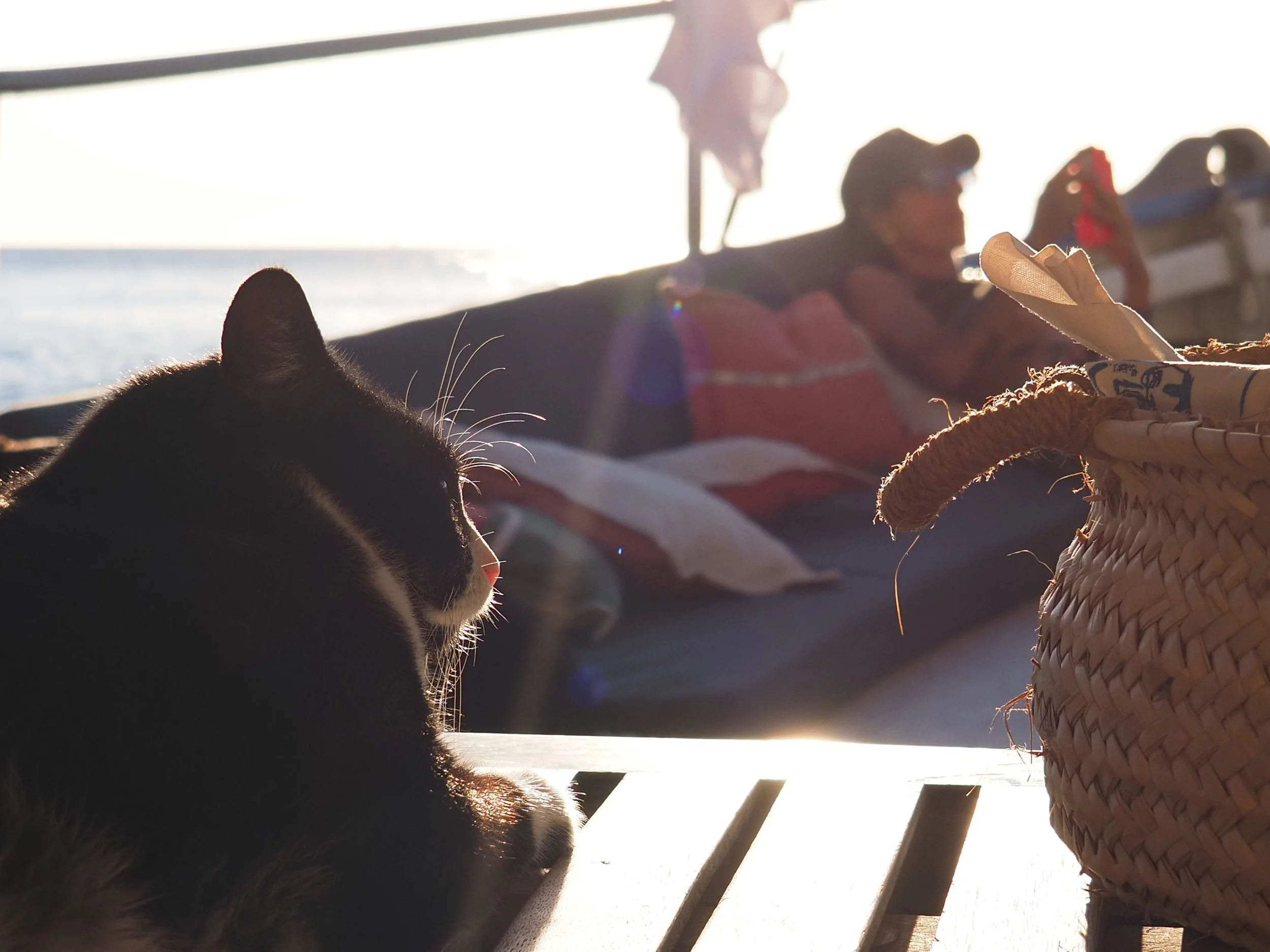 84-ships-cat-golden-hour-on-deck-bonnie-lass.jpg