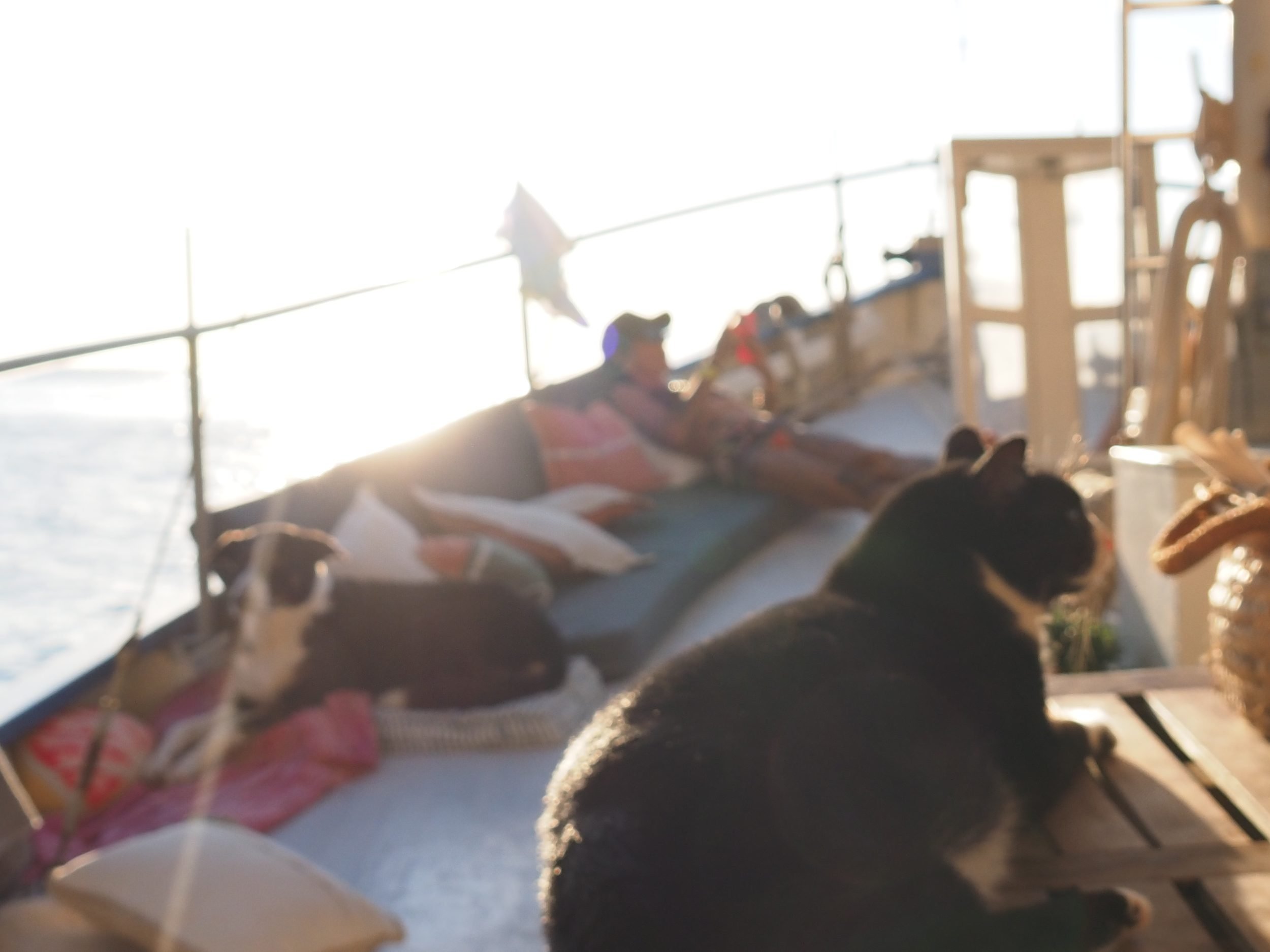 ship's cat and dog on deck evening sun