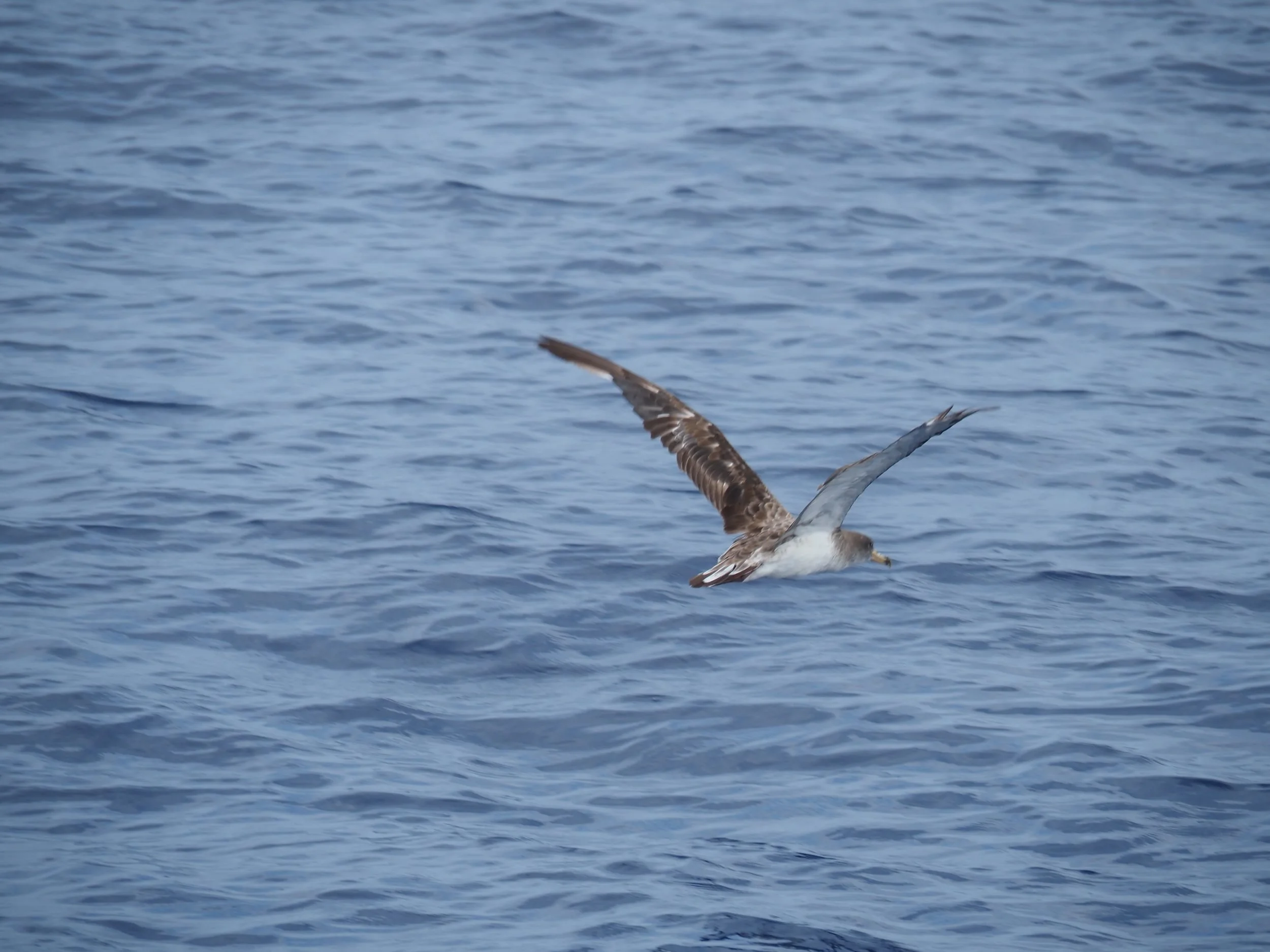 Shearwater over the sea Mallorca marine wildlife