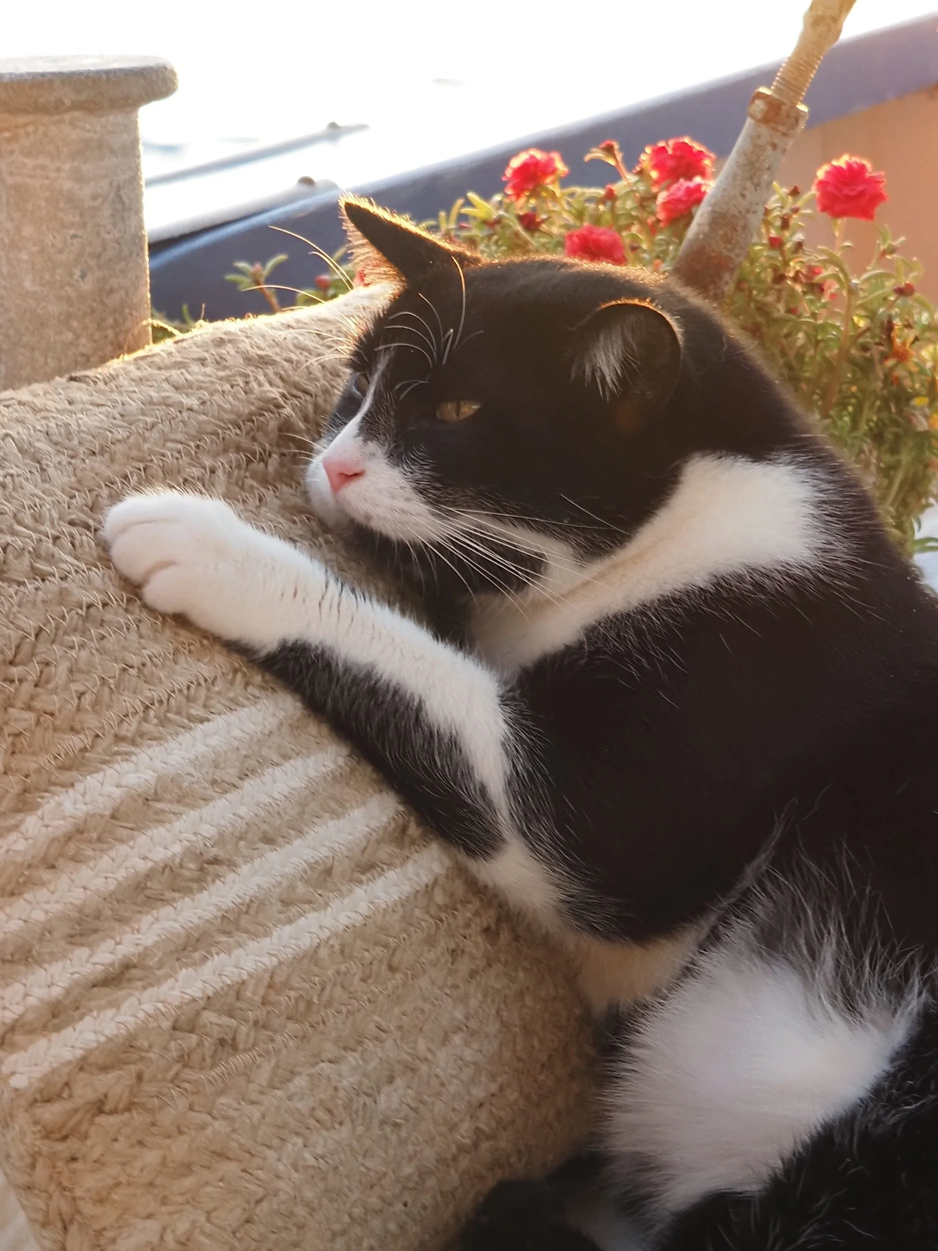 38-ships-cat-relaxing-on-deck-bonnie-lass.jpg