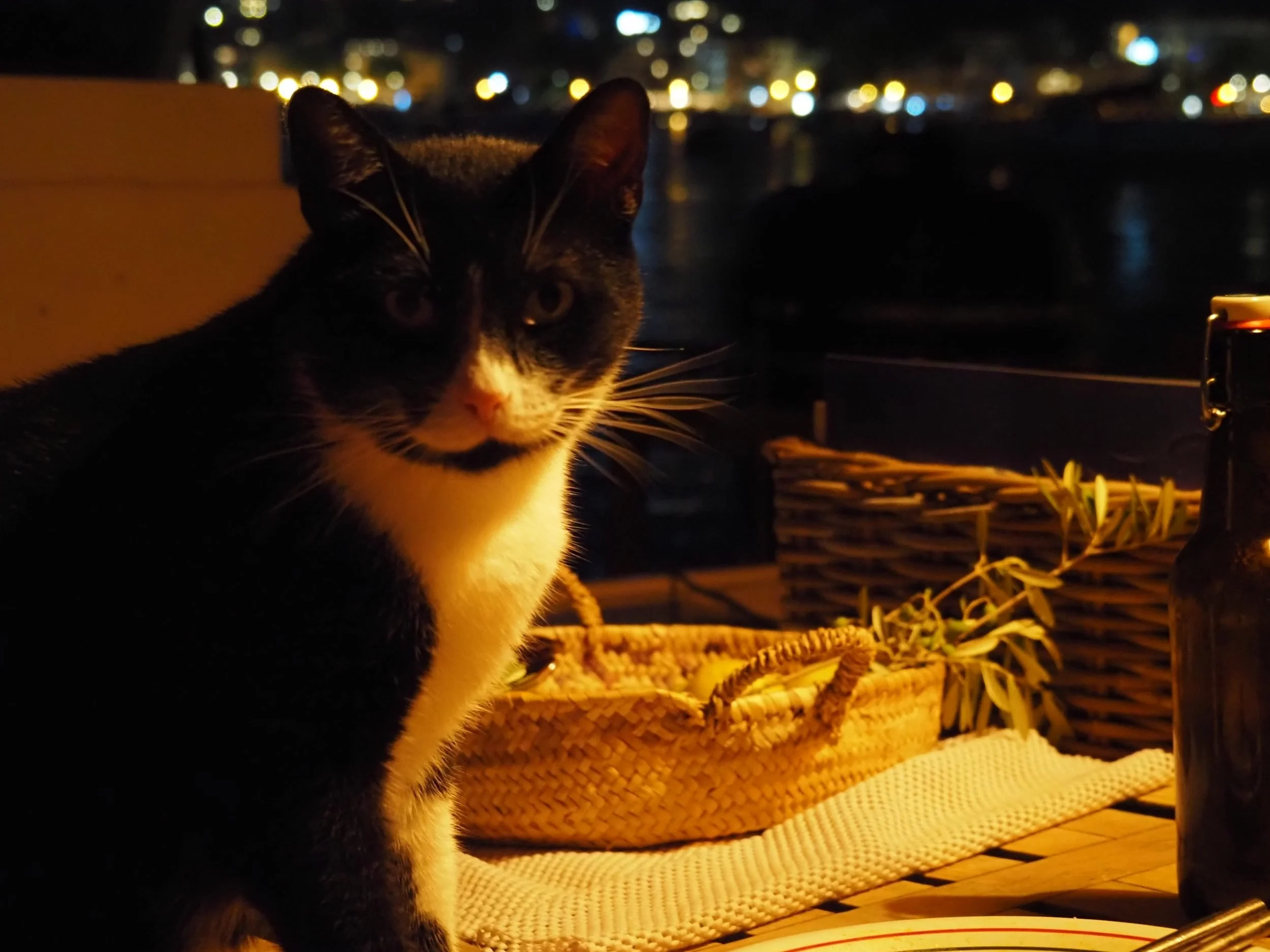 39-ships-cat-on-evening-dinner-table-aboard.jpg