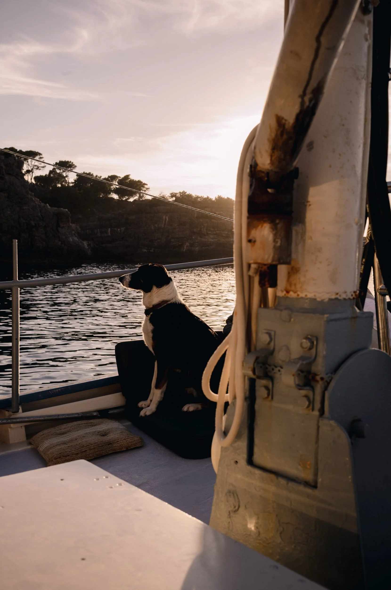 10-ship-dog-looking-out-to-sea-bonnie-lass.jpg