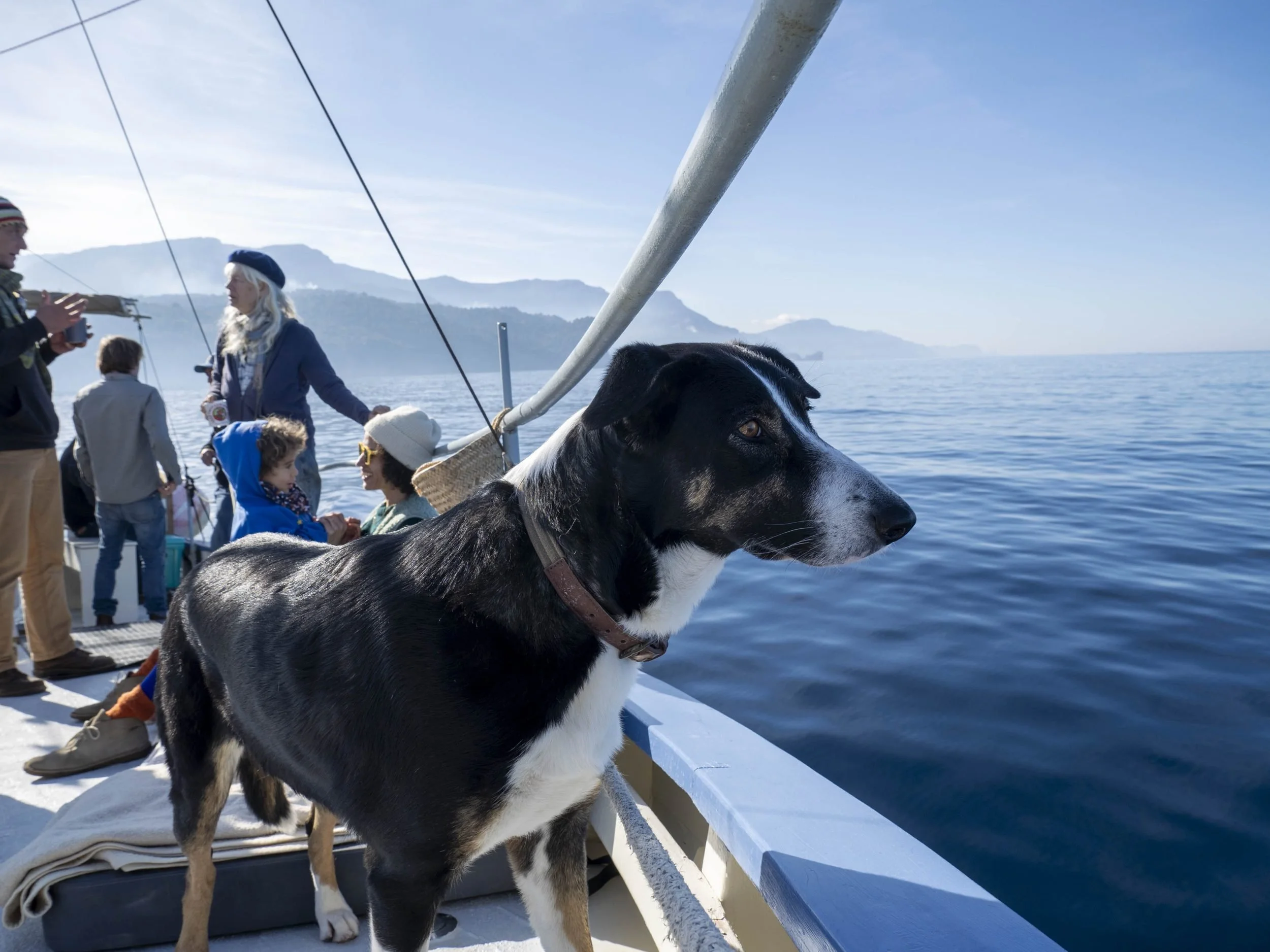 Ship's dog on bow expedition day Mallorca