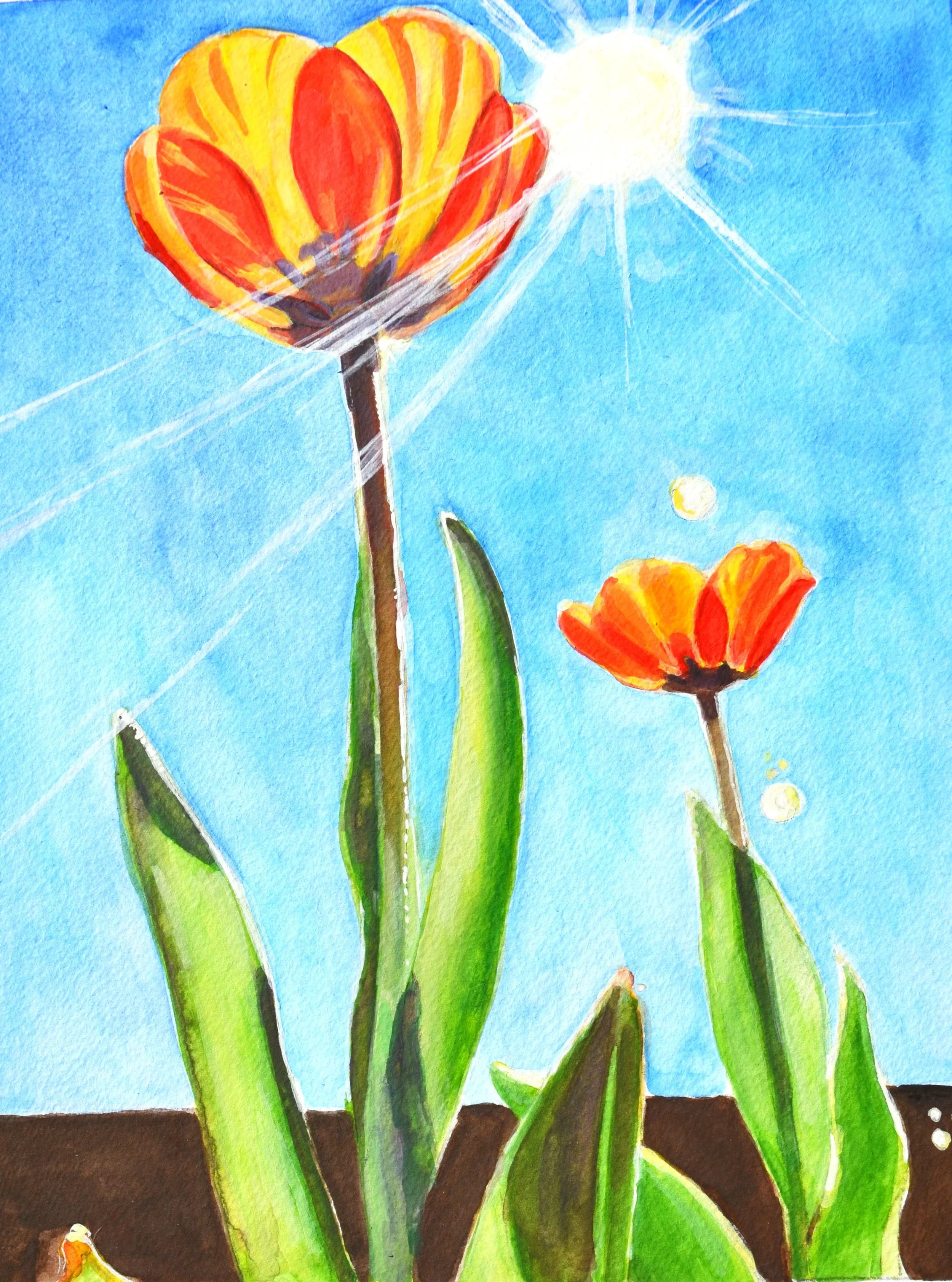 Tulip Study IV