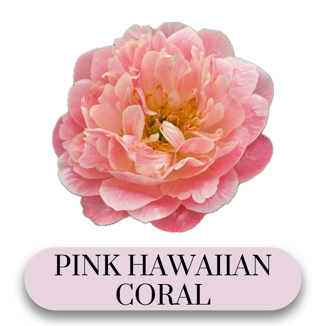 Pink Hawaiian Coral