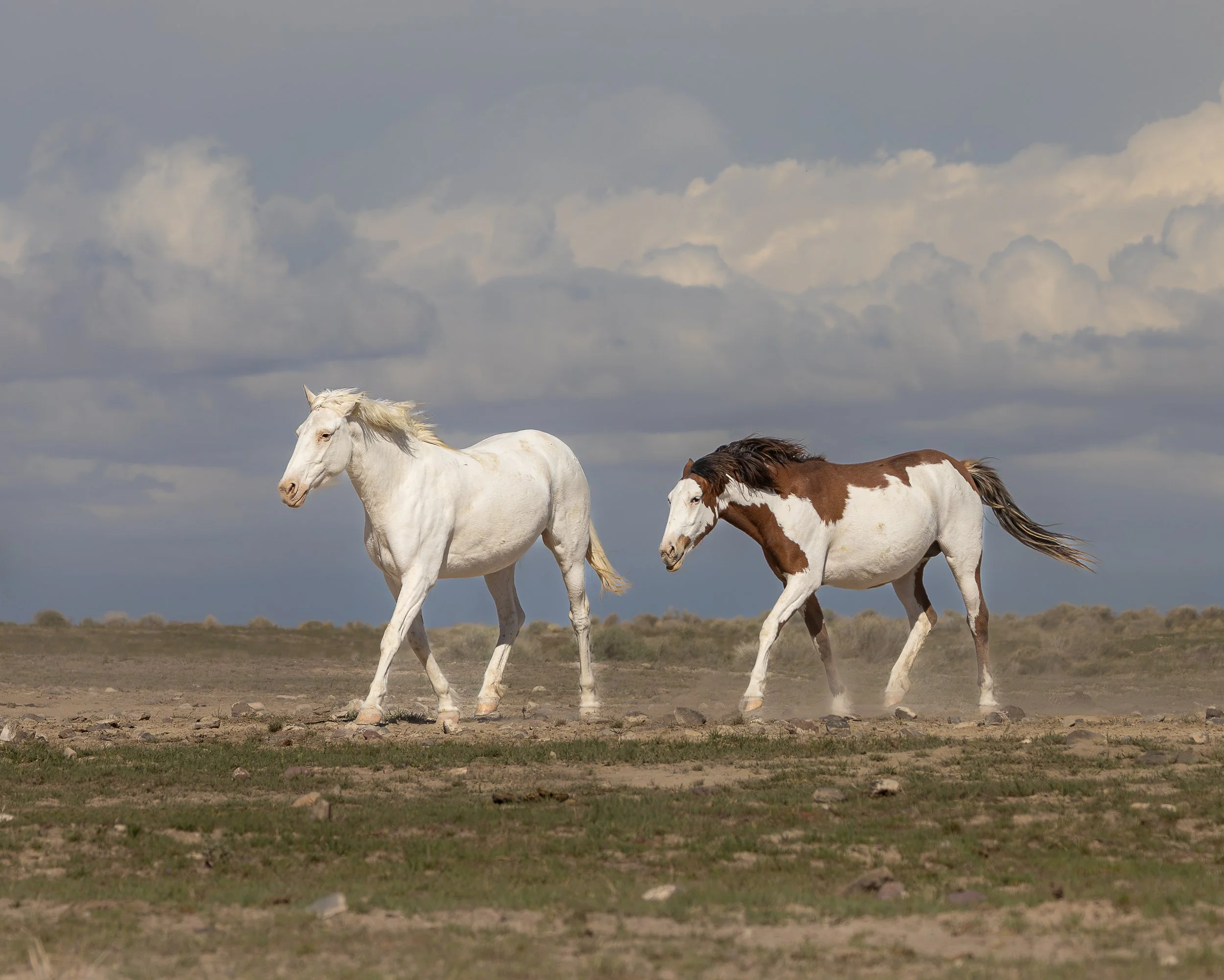 horses2nw-9357.jpg
