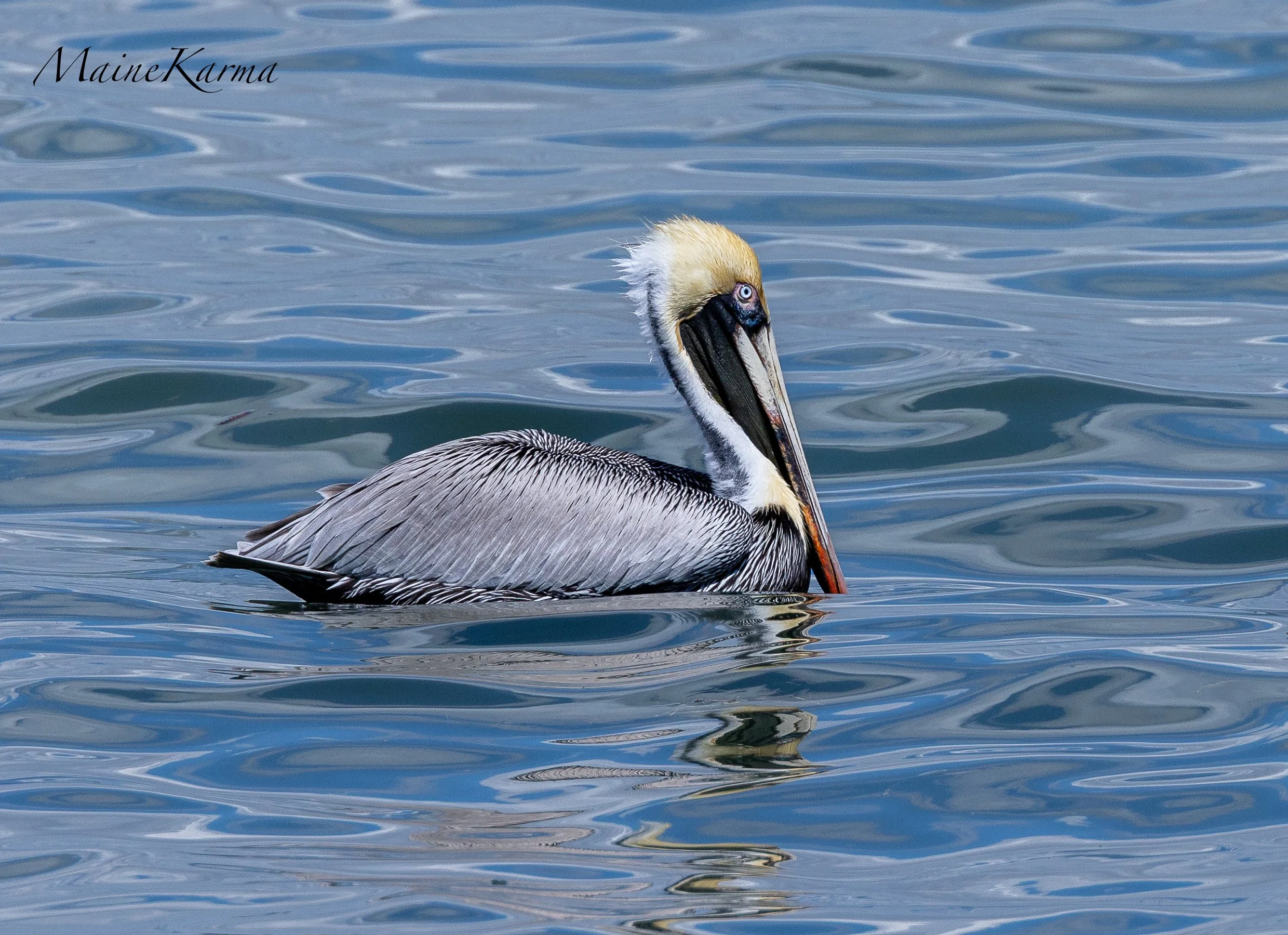 pelican-8962.jpg