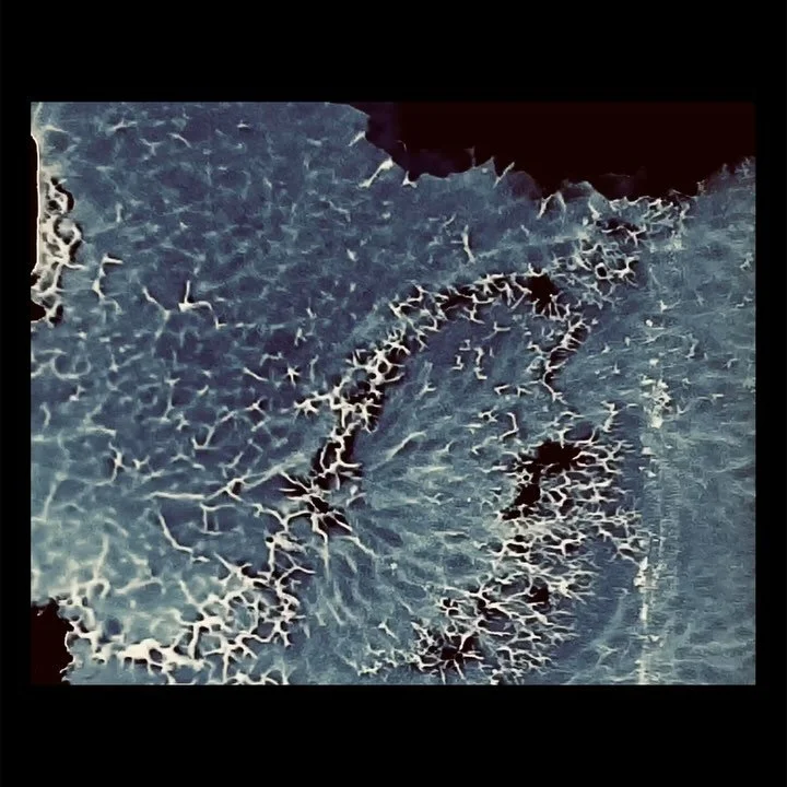 Phantasmalaise
I wish I knew how I did this. A &lsquo;ruined&rsquo; roll with living tendrils and morden&ccedil;age veils. Veins/roots/terrain 

#mordencage #cameralessfilm #8mmfilm #analoguefilm #filmsoup #analogueuncanny #experimentalphotography #k