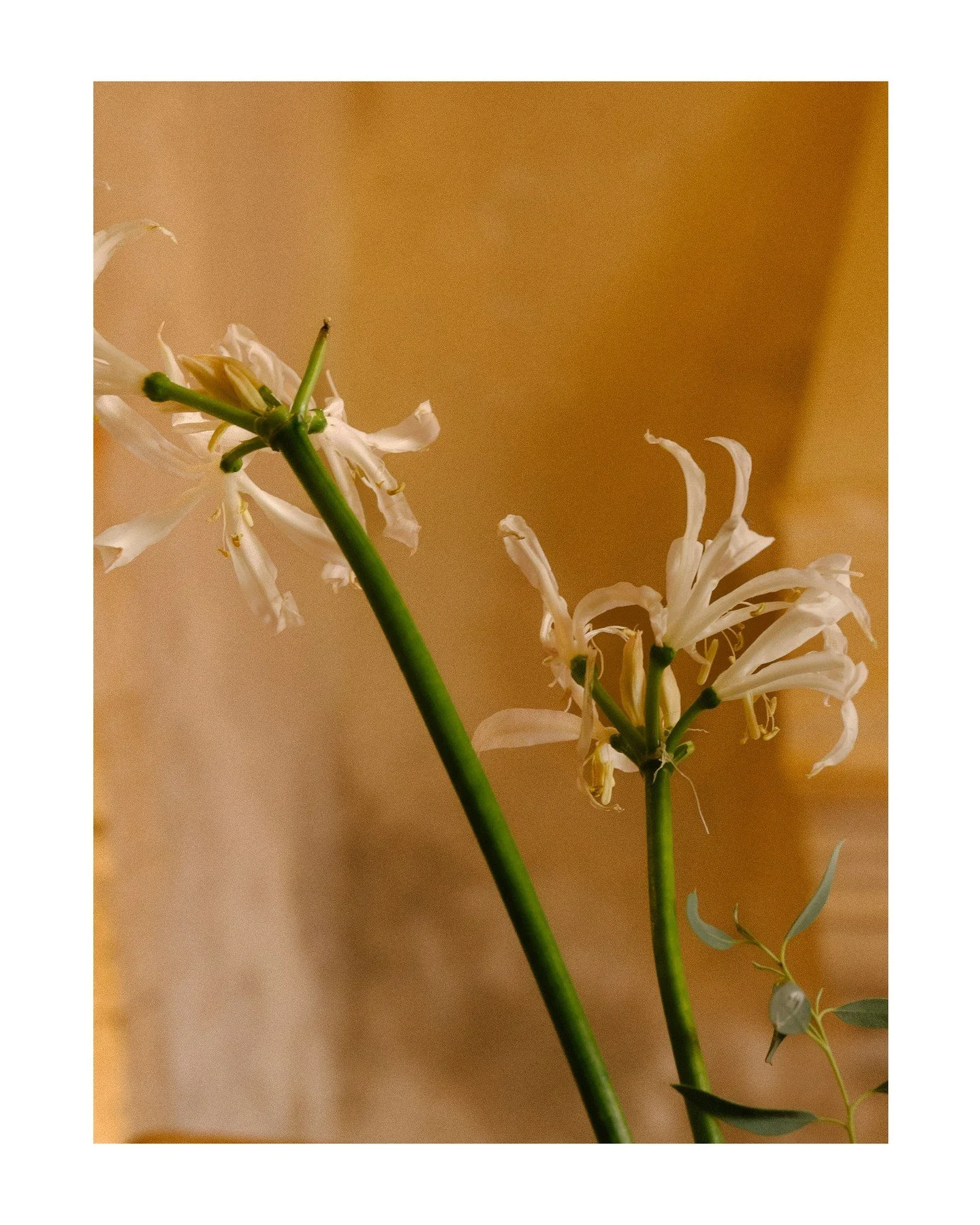 Flowers and Susan.

@natasha.makeupartist
@dgfilmsgr
@metohi_istoria
.
.
.
.
.
#wedding #greecewedding #counterpartphotos #weddingday #weddinginspiration #moody #intimateweddingphotographer #destinationwedding #weddingsincrete
#meandgeorgia #weddings