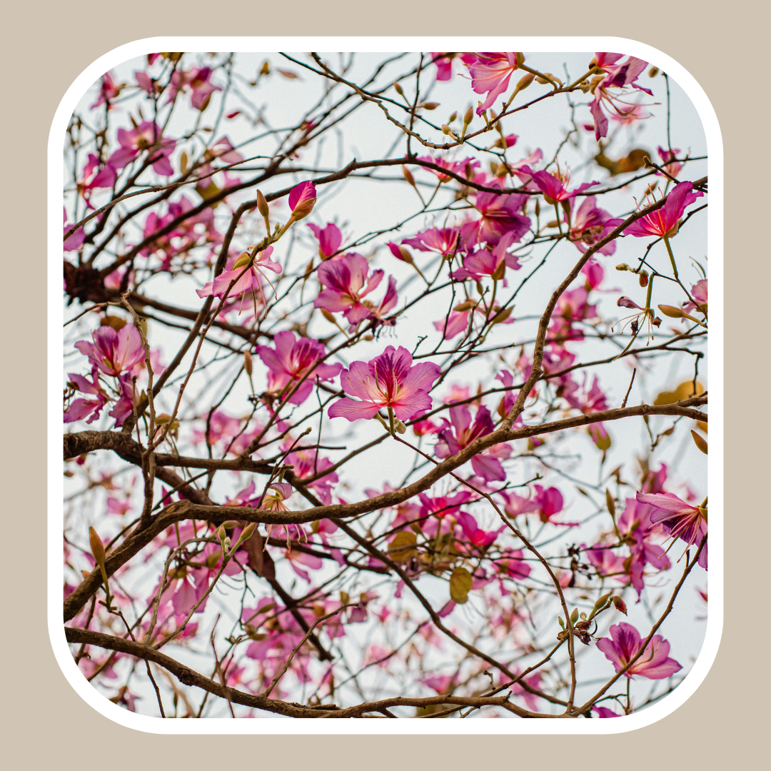 Spring Vitality: Navigating the Seasonal Shift with Reflexology &amp; Botanical Support