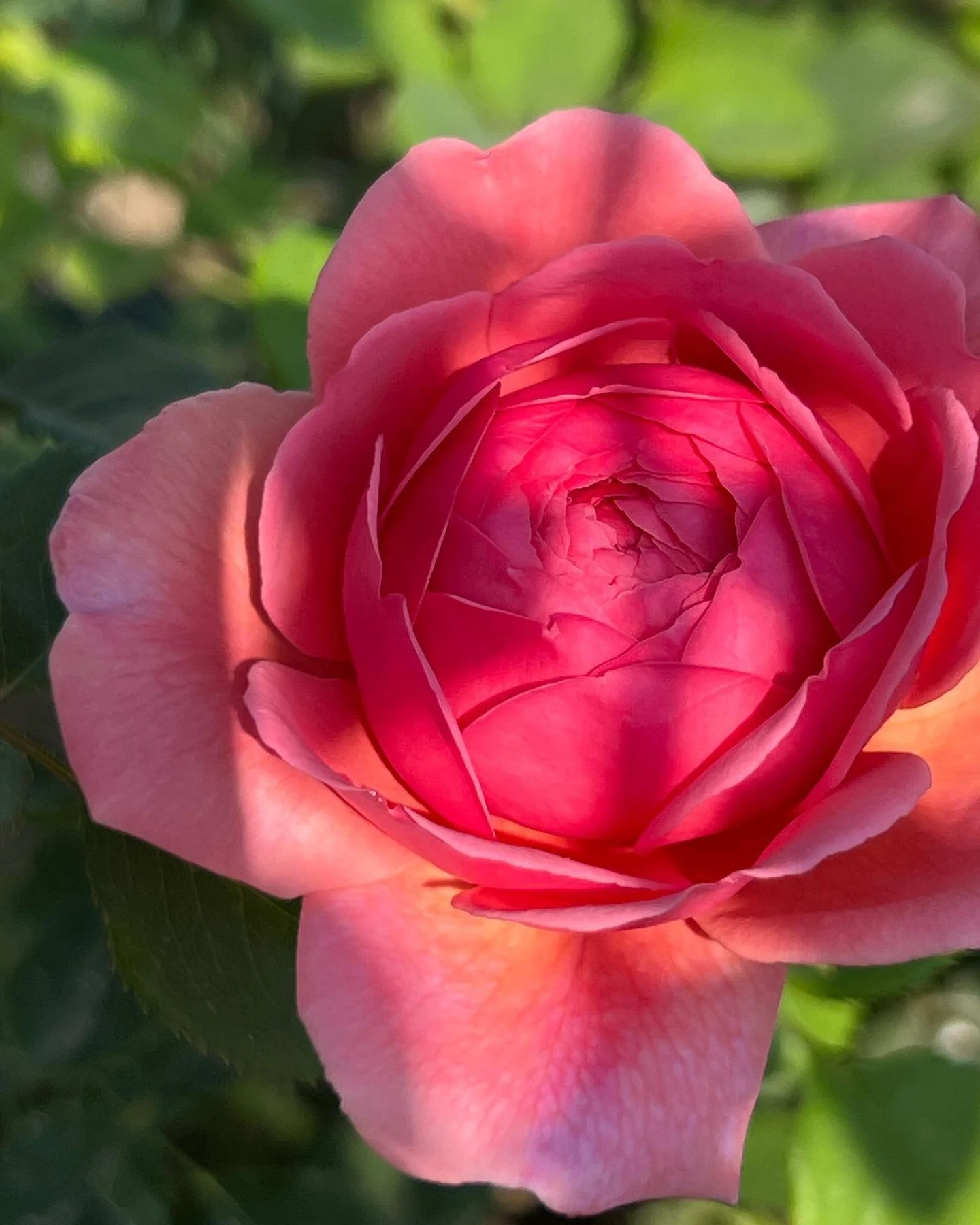 Perfume yourself with the fragrance of love, grace, and kindness, just like a rose that leaves its scent on the hands that care for it.