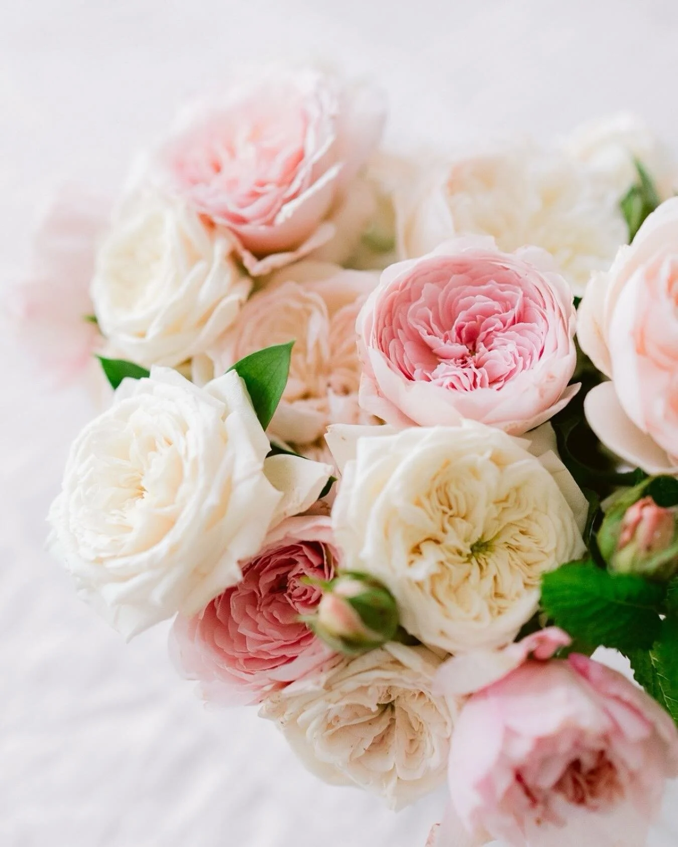 Happy Valentine&rsquo;s Day from Terra Rose! 💌 𝙃𝙚𝙧𝙚&rsquo;𝙨 𝙤𝙪𝙧 𝙗𝙚𝙨𝙩 𝙩𝙞𝙥𝙨 𝙩𝙤 𝙠𝙚𝙚𝙥 𝙮𝙤𝙪𝙧 𝙗𝙡𝙤𝙤𝙢𝙨 𝙡𝙤𝙤𝙠𝙞𝙣𝙜 𝙛𝙧𝙚𝙨𝙝 𝙖𝙣𝙙 𝙗𝙚𝙖𝙪𝙩𝙞𝙛𝙪𝙡. 👇

* ✂️ Trim the stems at an angle before placing them in water.

* ?