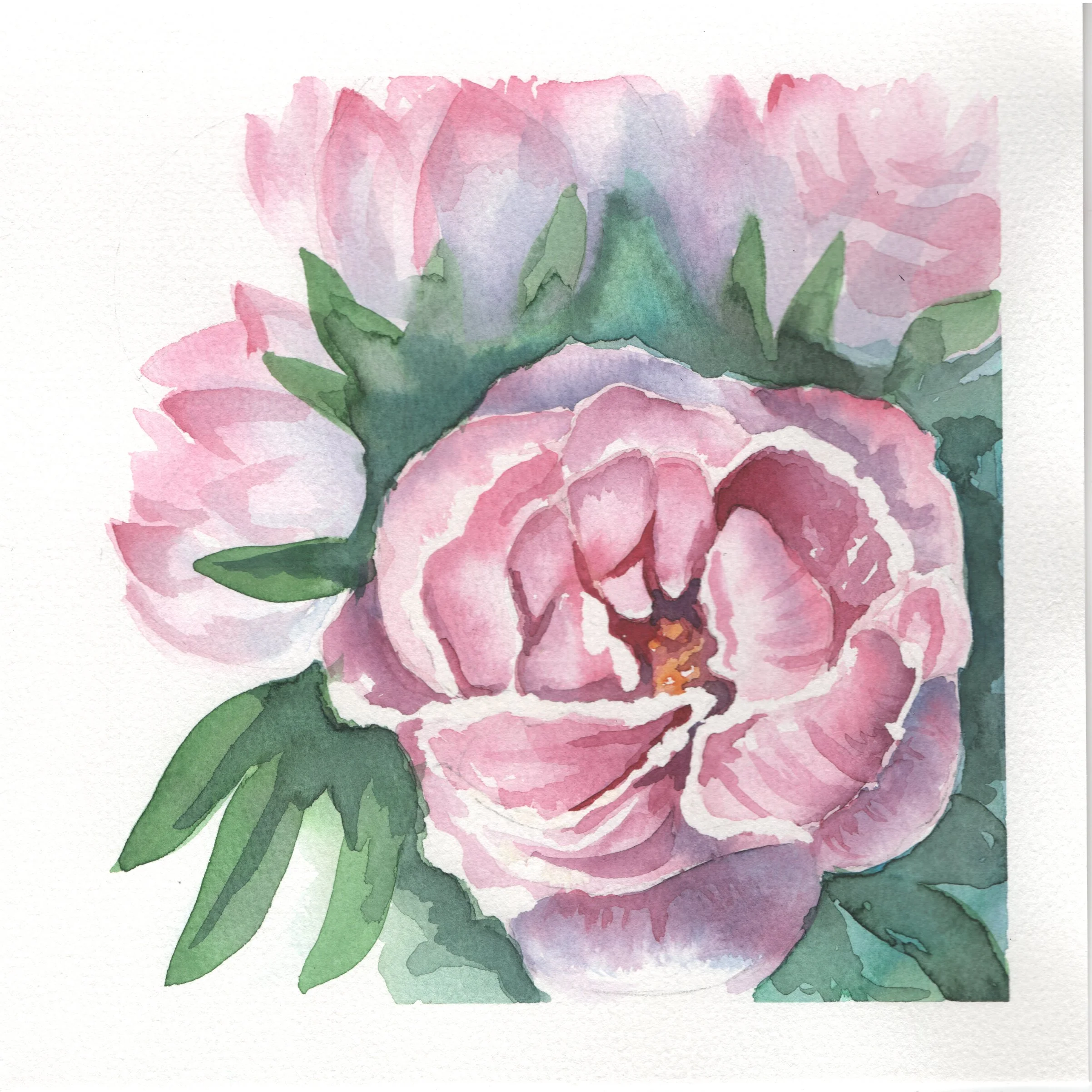Pink Peonies, Watercolor, 8x8, 2025