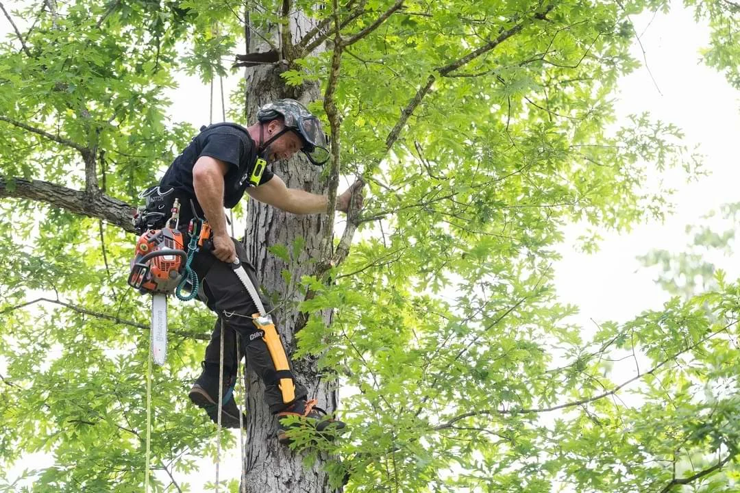 Arborist from Martin Tree and Turf Care inspecting tree canopy for signs of disease, pests, or decay as part of a health assessment service.