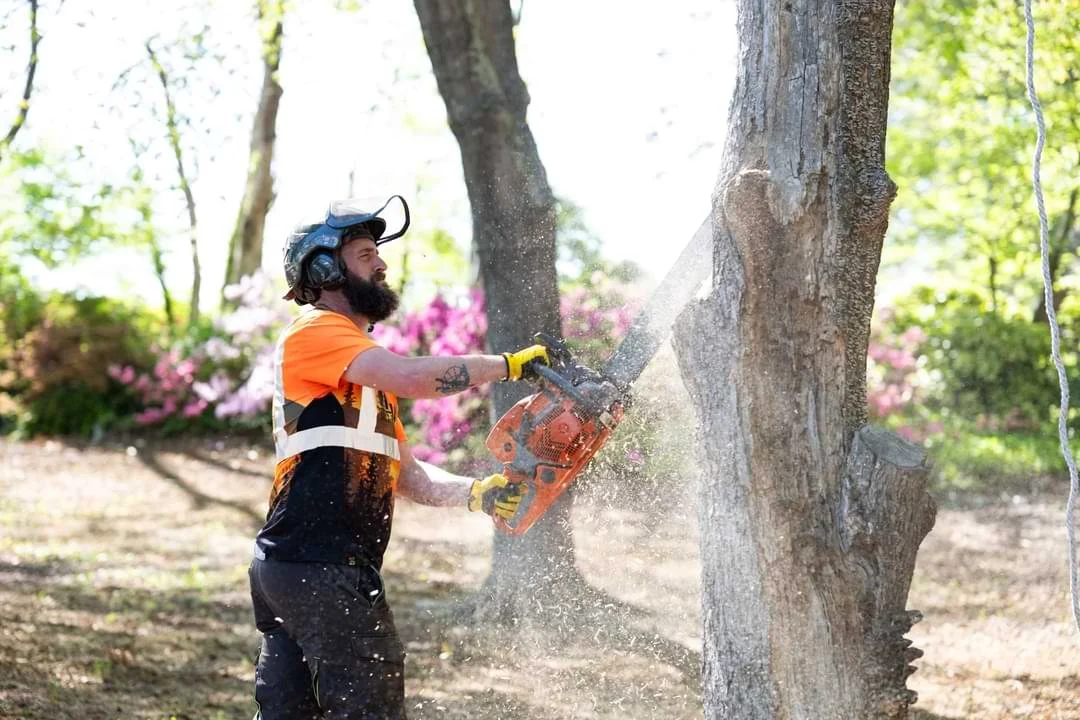 Martin Tree and Turf Care technician using a chainsaw to trim tree branches, improving safety, sunlight exposure, and tree structure.