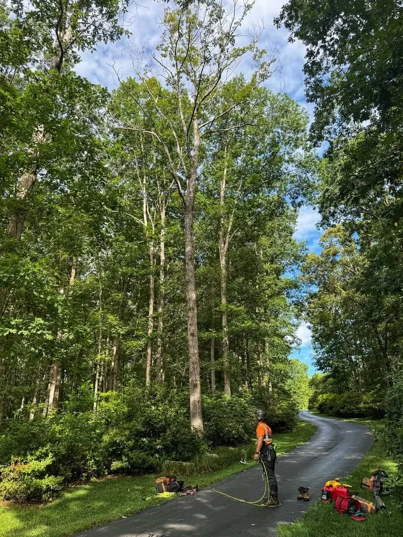 Martin Tree and Turf Care arborist preparing gear at the base of a tall tree for specialized pruning in Upstate SC.