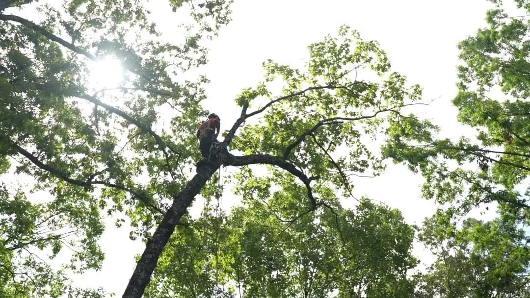 Certified tree climber cutting large limbs during a professional tree removal job to safely take down a damaged or hazardous tree.