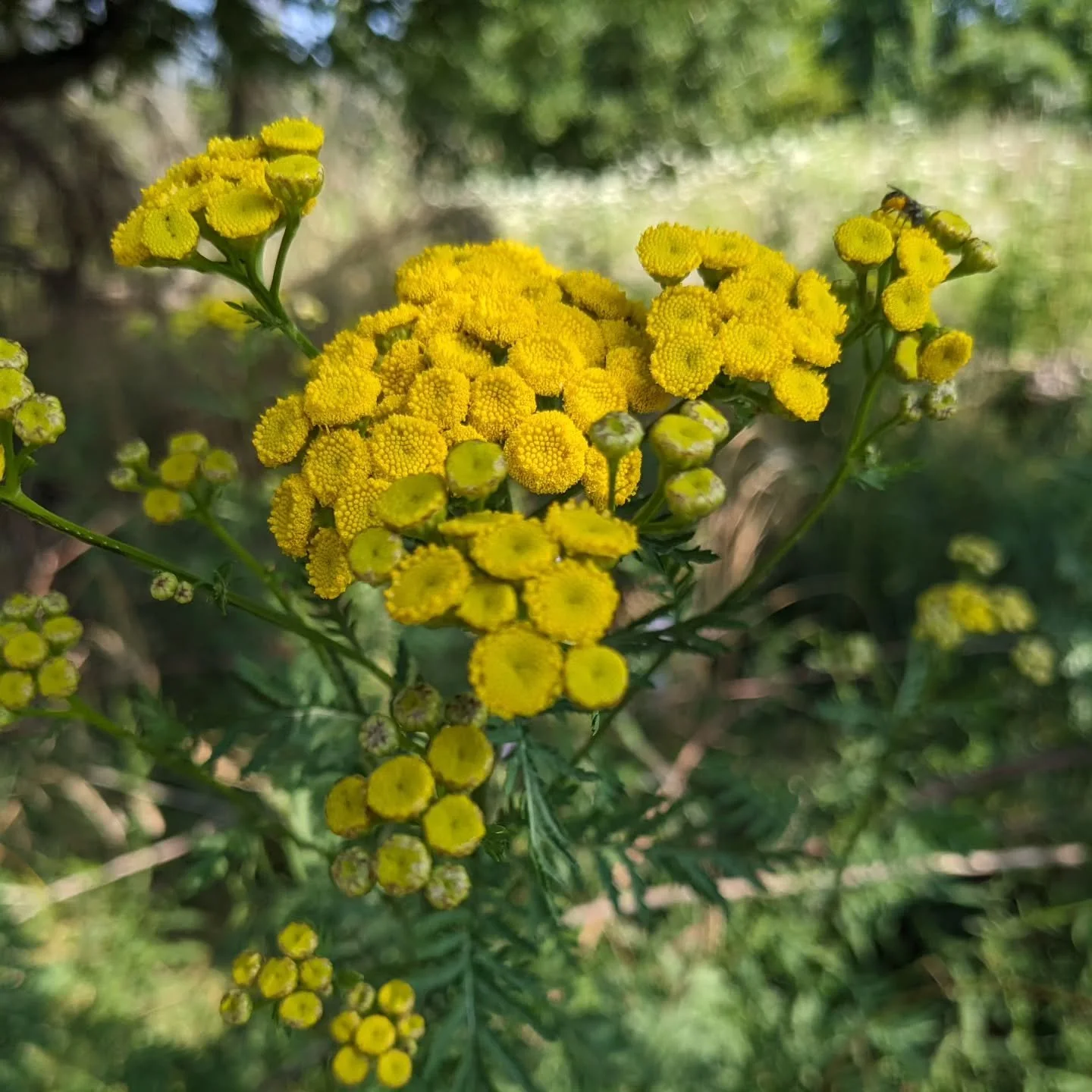 Up close with #goldenrod. It can cause a lot of seasonal allergies, but it is really #lovely
#nature #flowers