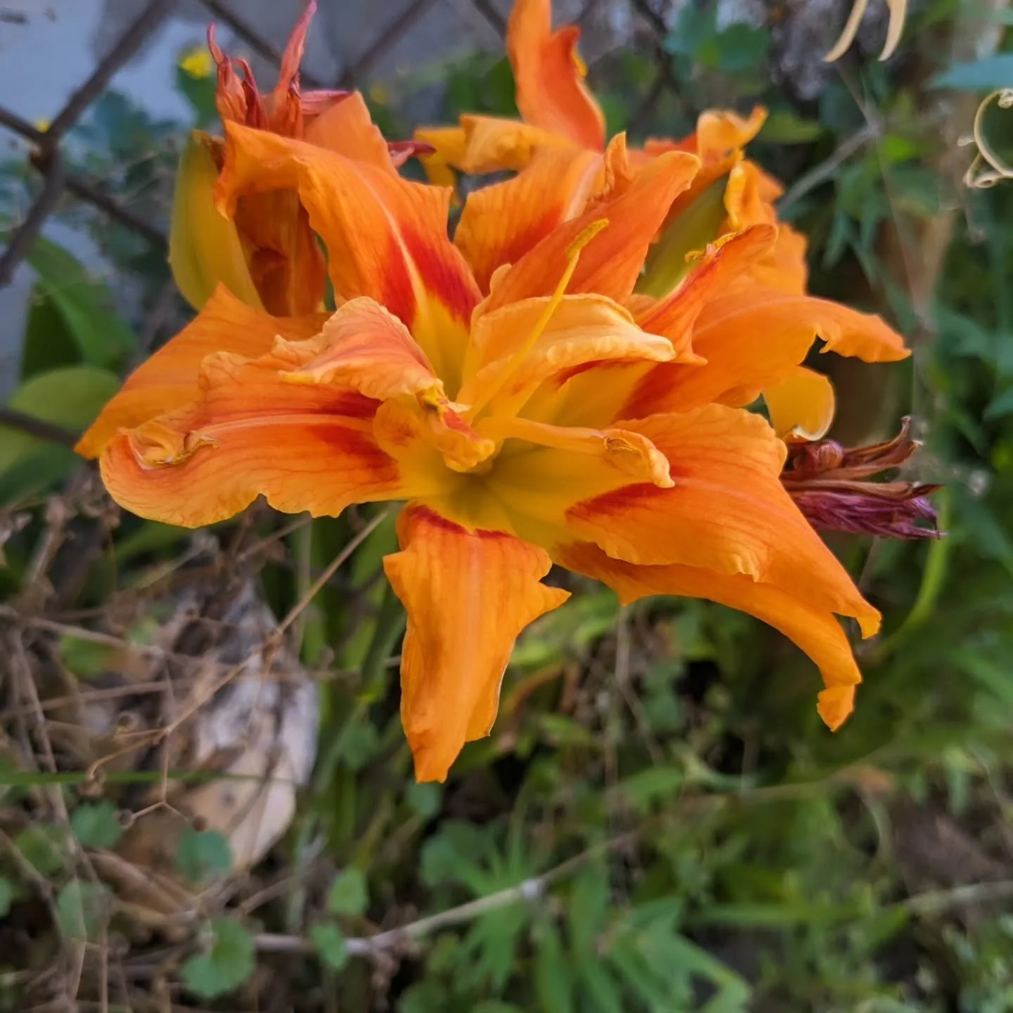 I want to share some flowers with you. I have the privilege of enjoying them.
I have seen photos of the flowers, trees, and crops in Palestine. They were beautiful. I hope they will bloom again so a free Palestine can grow alongside their natural w