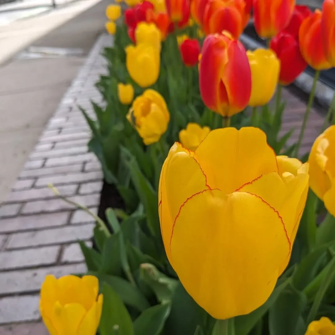 Happy Spring!
I have been quiet for a while, but I promise I am still around, still writing. I have been going through A LOT this year. I am trying to figure out how to make a post explaining it all, but I still don't know how or if that is needed.