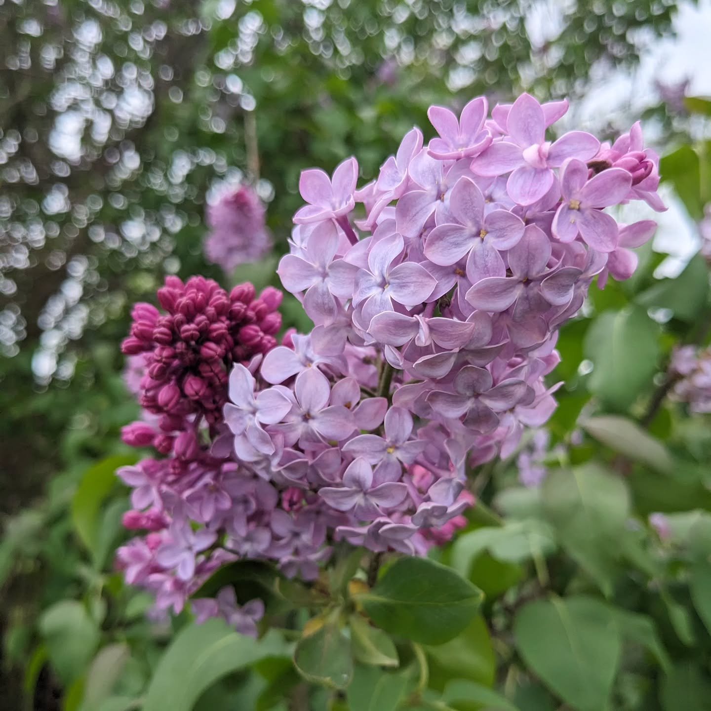 It's lilac season! Happy spring! #lilac #spring