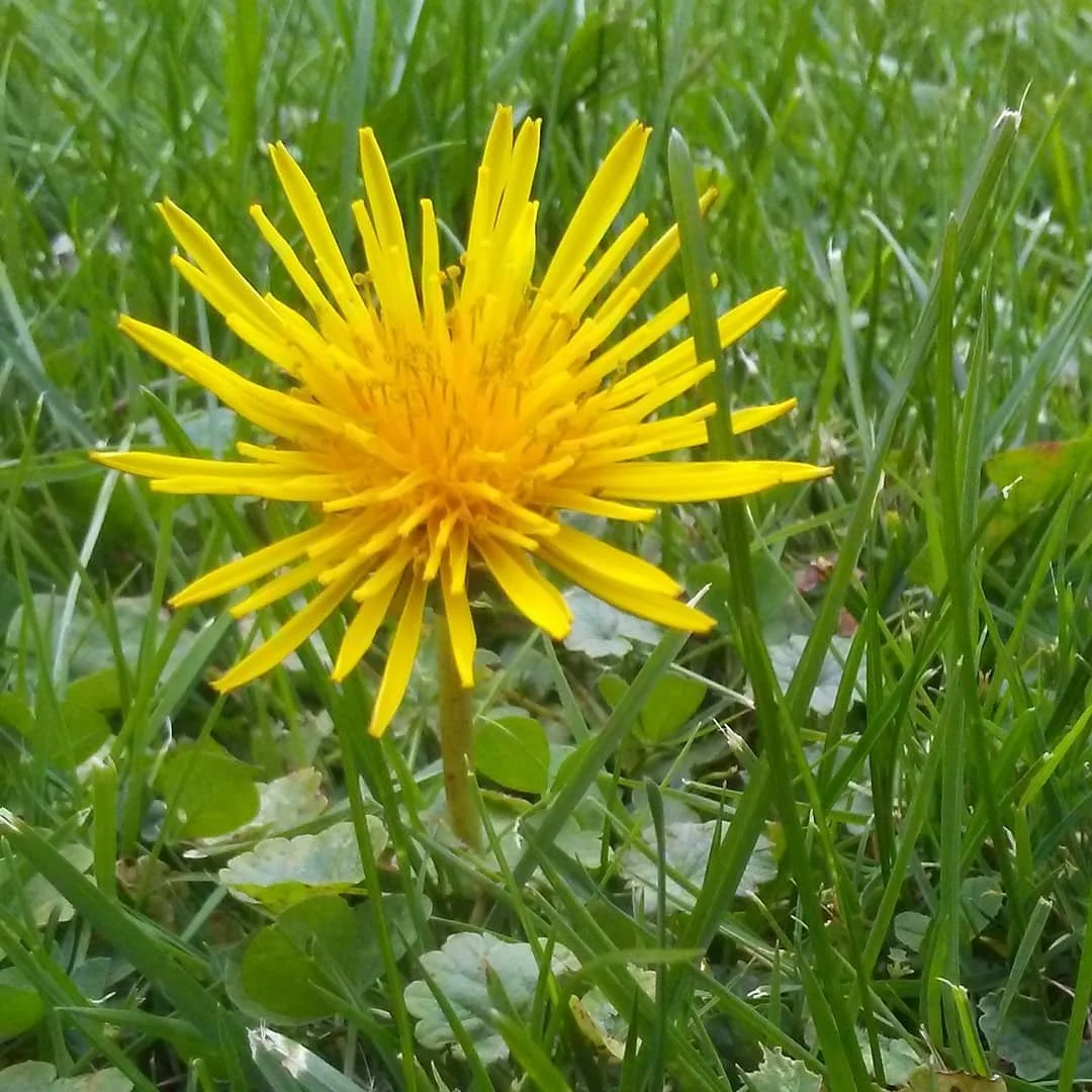 Beauty is all around you. The Universe is made of limitless beauty, let yourself see it and let it flow through you. Life is art. #dandilion #beauty #nature #beautyeverywhere #universeofart
