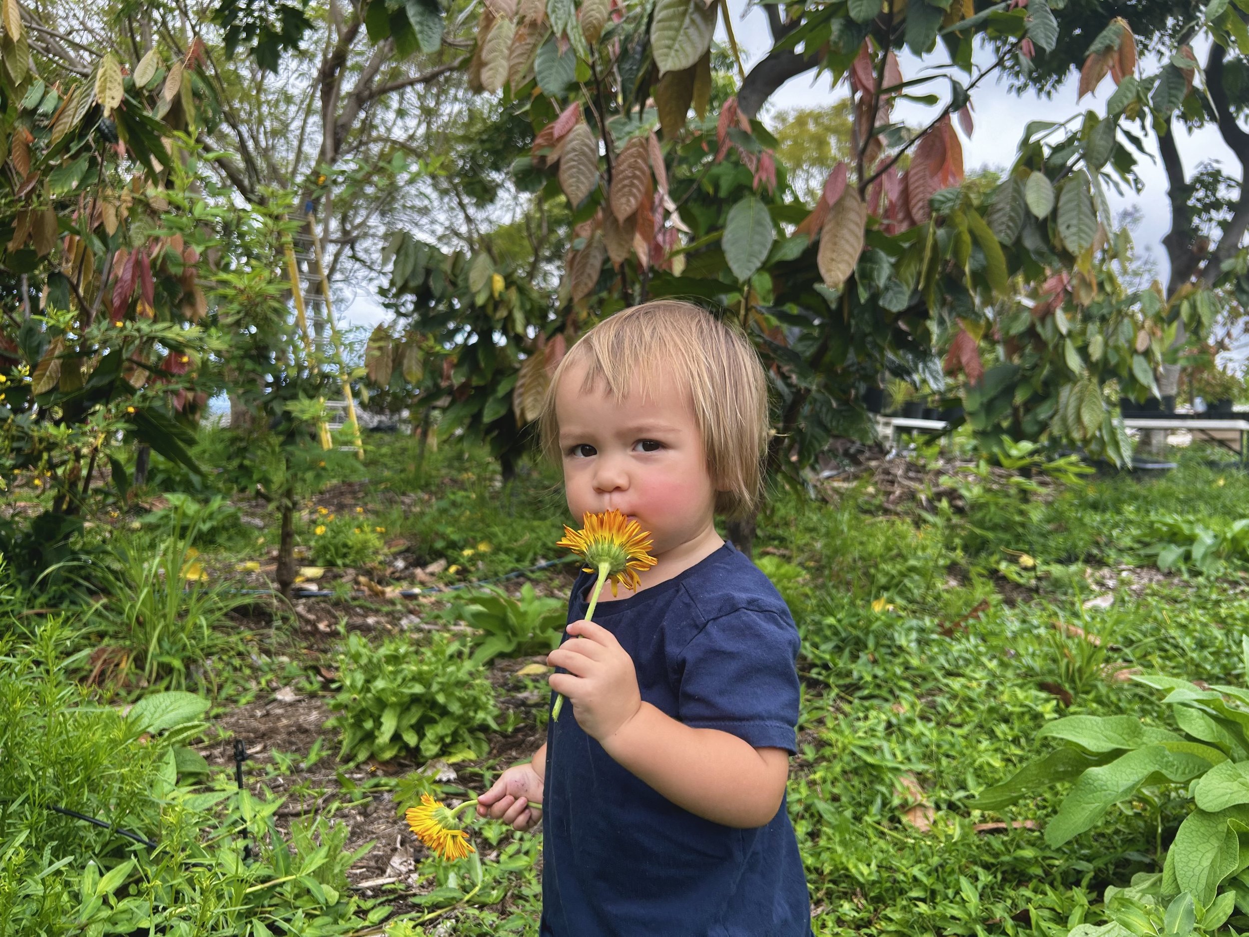 Bodhi smelling a calendula flower.