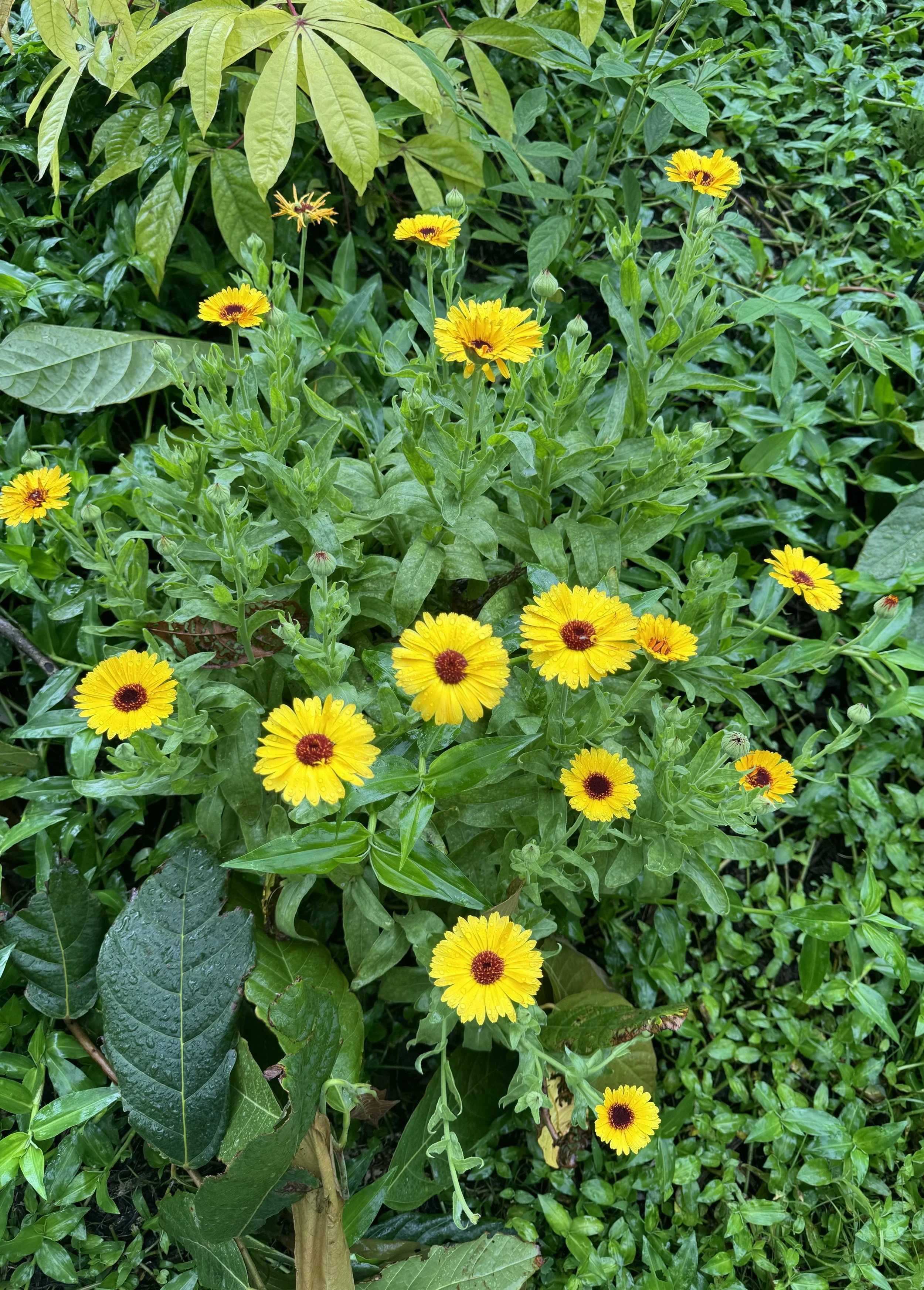 Calendula plant