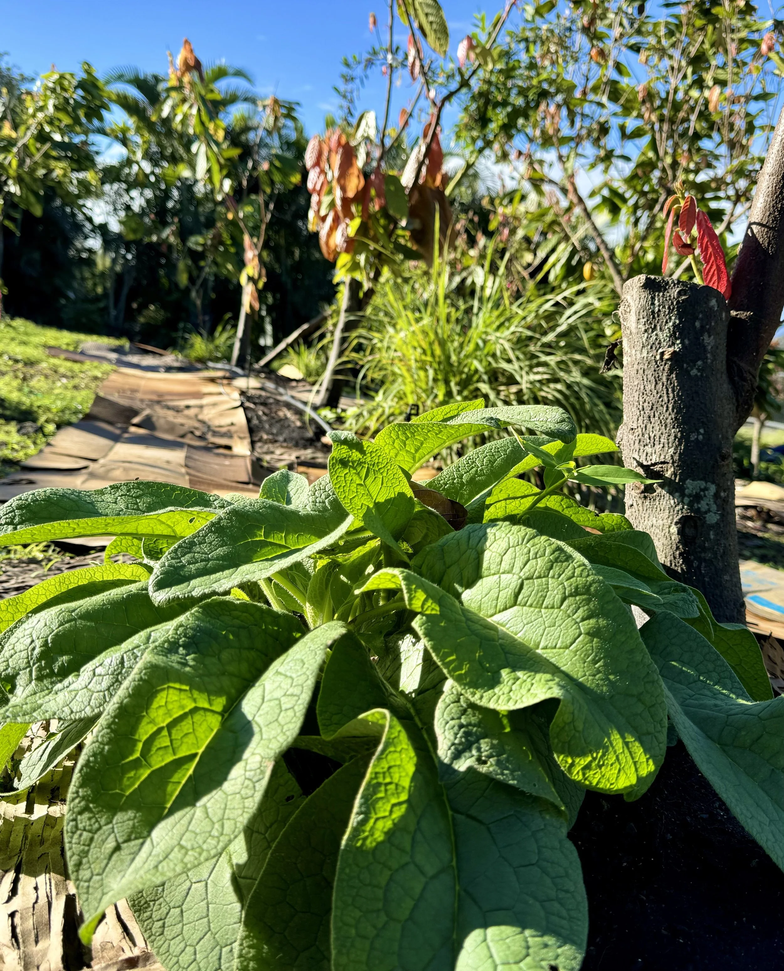 A comfrey plant
