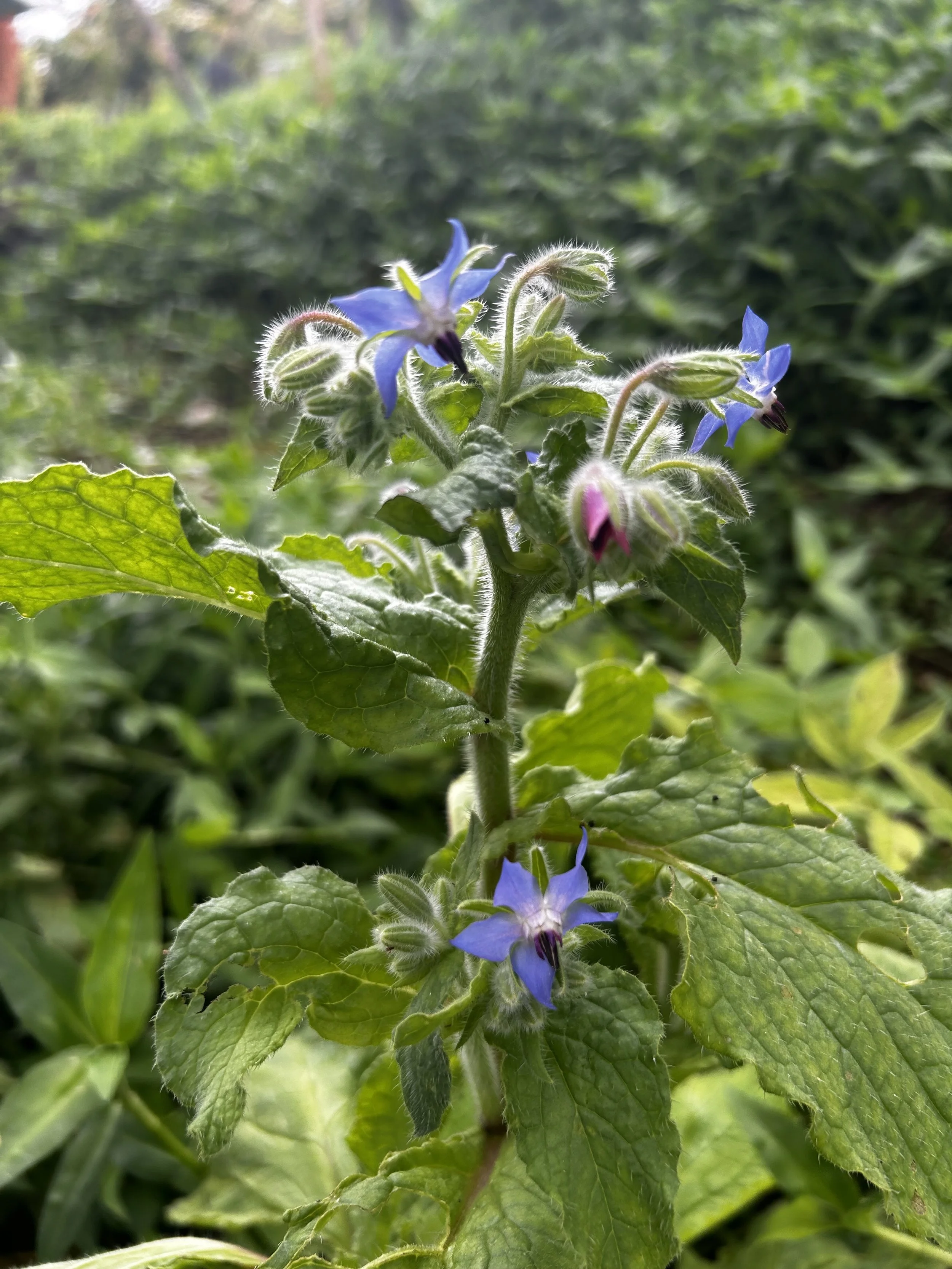An up-close image of a borage plant.